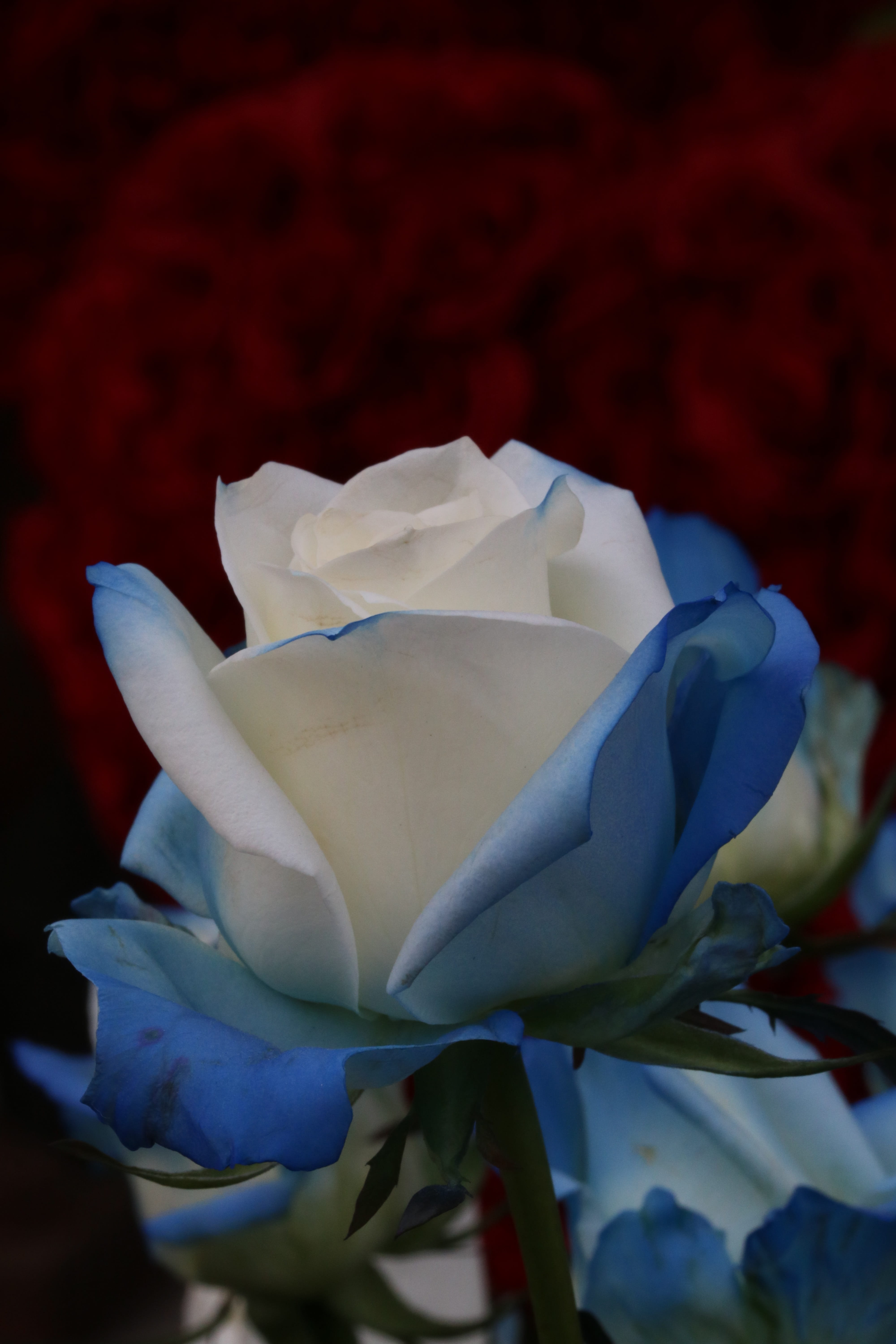 beauty in nature, rose, no people, bright, softness, park, vulnerability, inflorescence, plant, petal, rose festival, flowers, close-up, fragility, white color, Phone HD Wallpaper