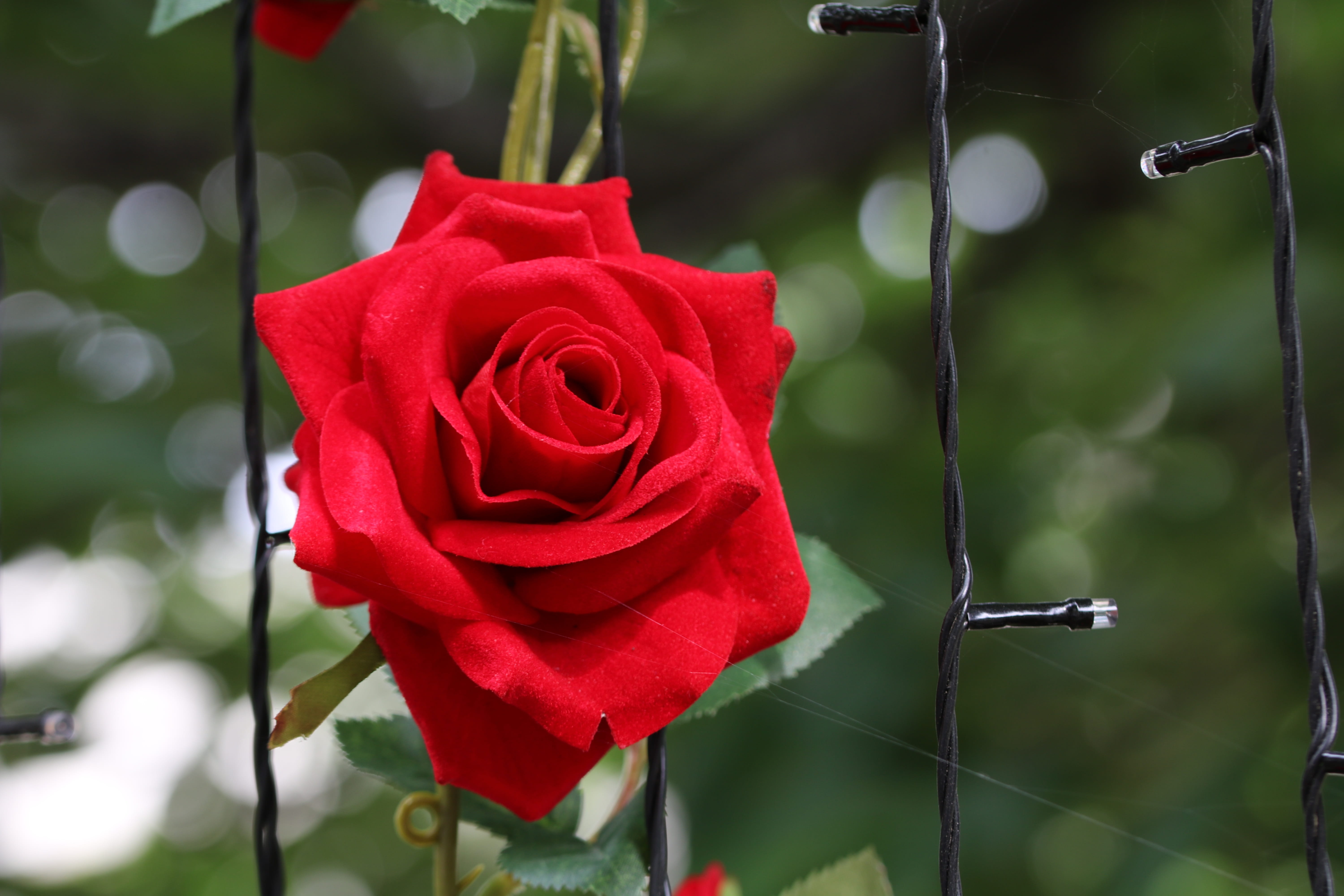 jungnangcheon, flower, flowering plant, rose - flower, flowers, close-up, inflorescence, festival, 5K, beauty in nature, rose garden, day, rose, nature, HD Wallpaper