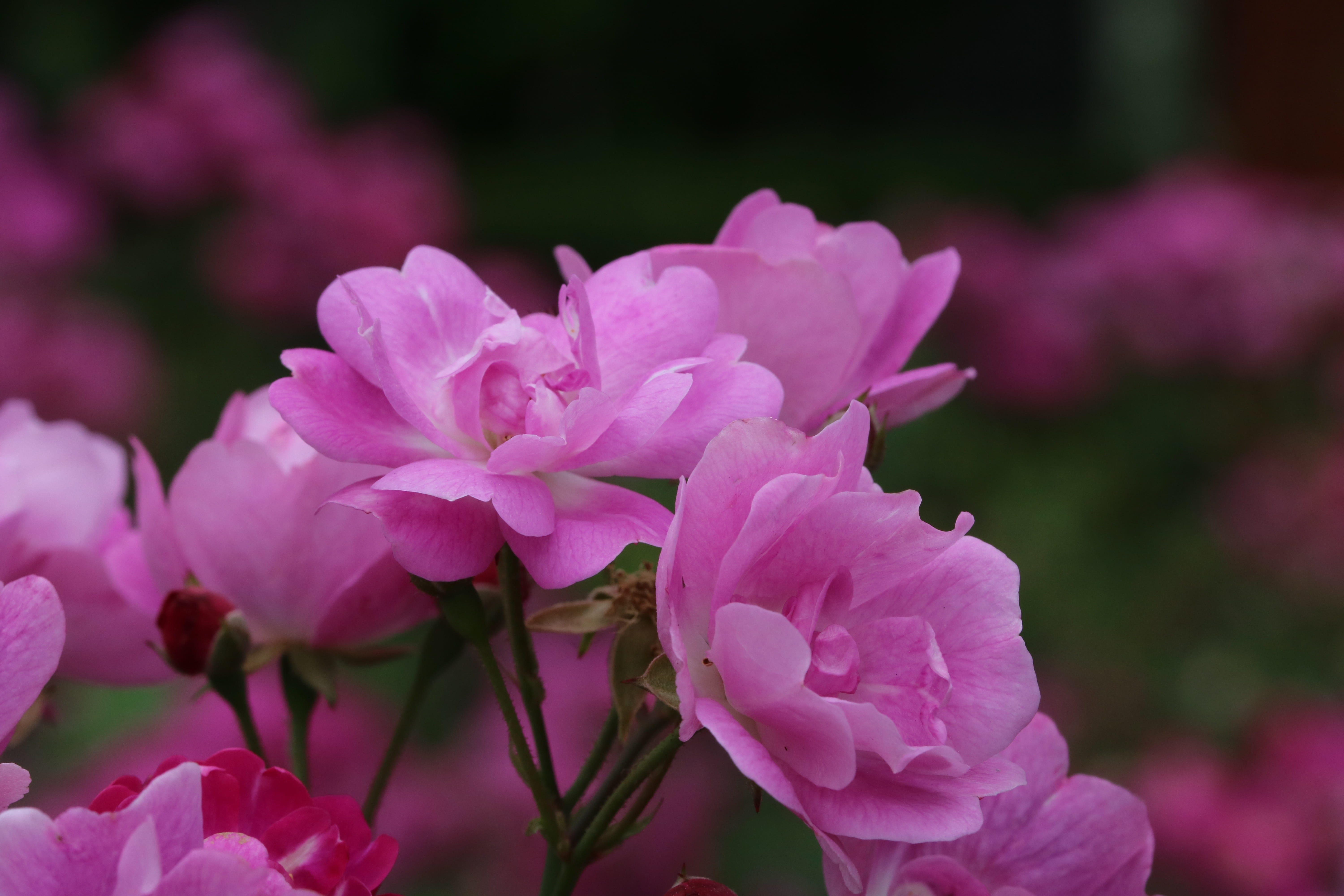 no people, blossom, vulnerability, focus on foreground, flower, rose garden, pretty flowers, spring, fresh medium, outdoors, seoul, petal, beauty in nature, HD Wallpaper