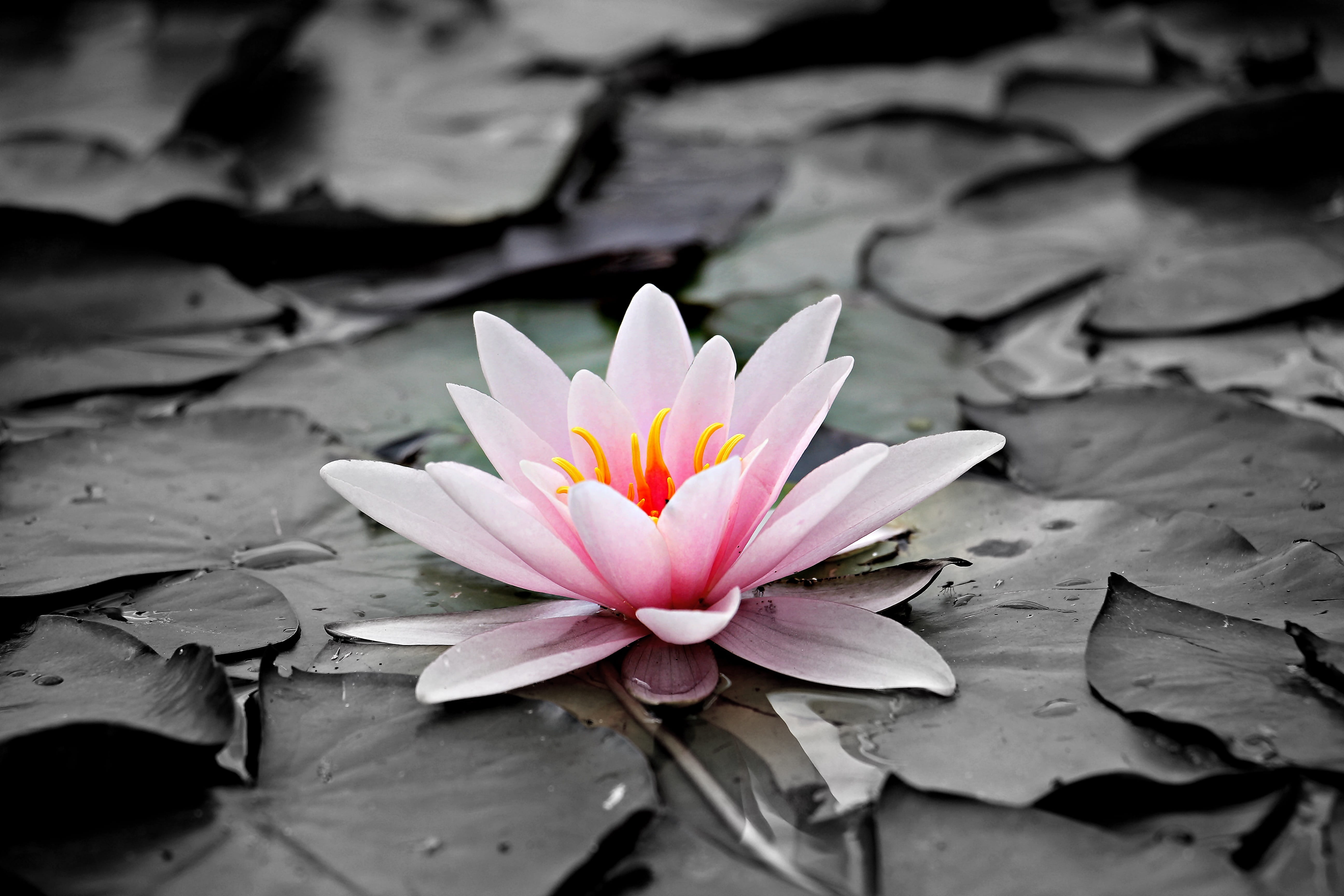 leaf, flower head, pink water lily, petal, nuphar lutea, vulnerability, close-up, inflorescence, water lily, plant part, pond, beauty in nature, photography, HD Wallpaper