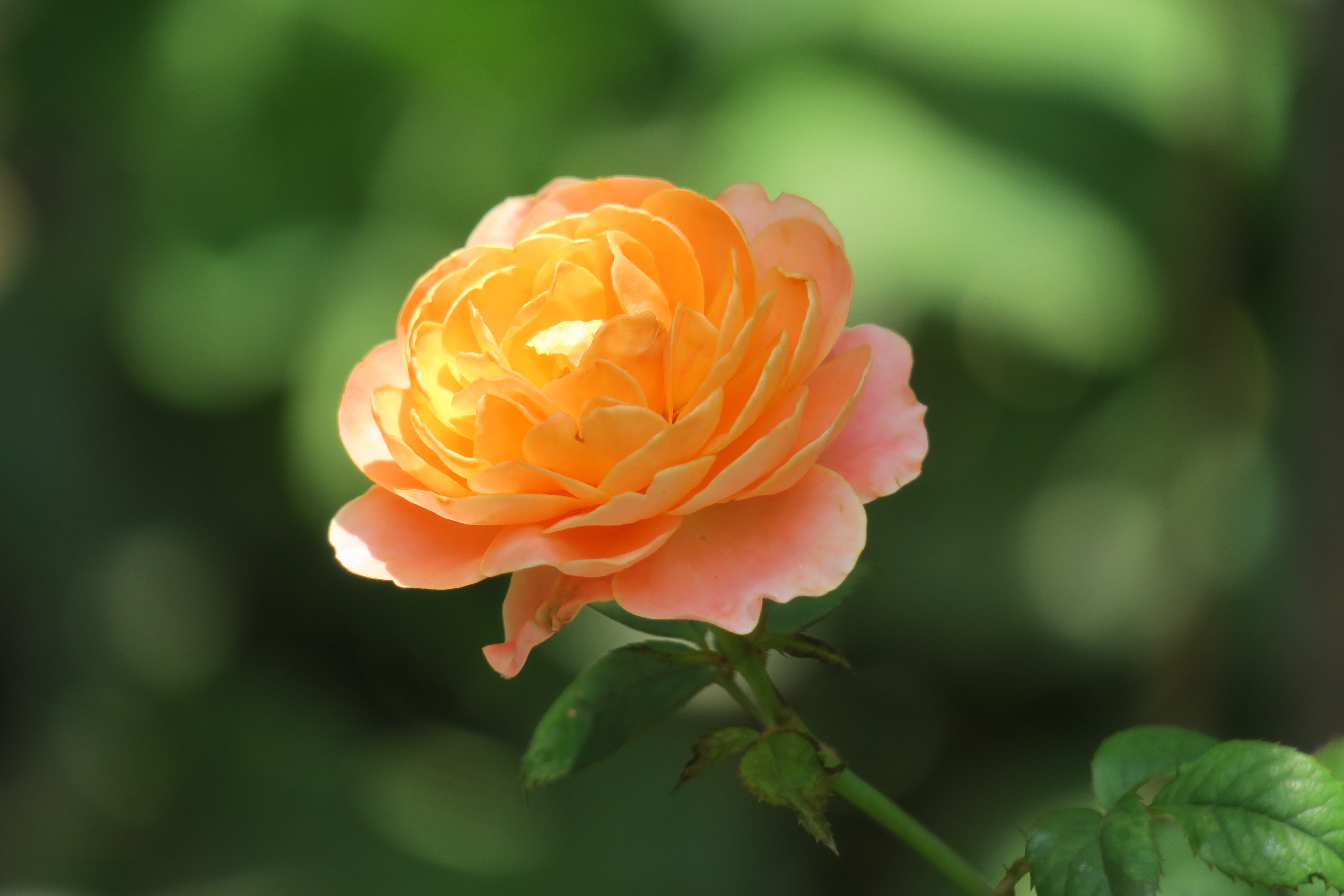 bloom, garden, heart, growth, rose, rose - flower, springtime, photography, close-up, leaf, day, orange rose, flower, 5K, fragility, nature, no people, HD Wallpaper