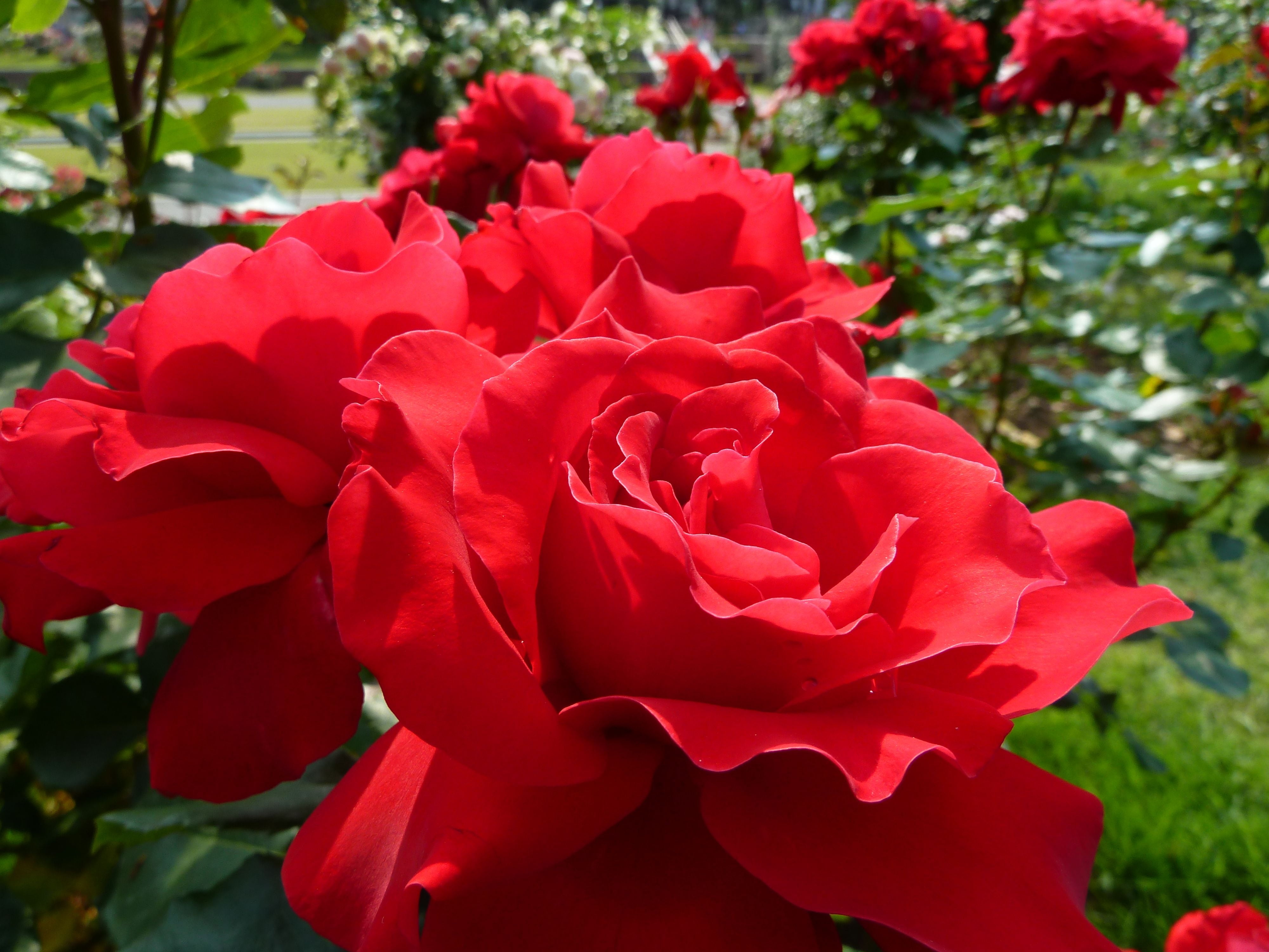 day, focus on foreground, park, flowering plant, outdoors, flower Head, roses, freshness, growth, close-up, green Color, fragility, vulnerability, rose, HD Wallpaper