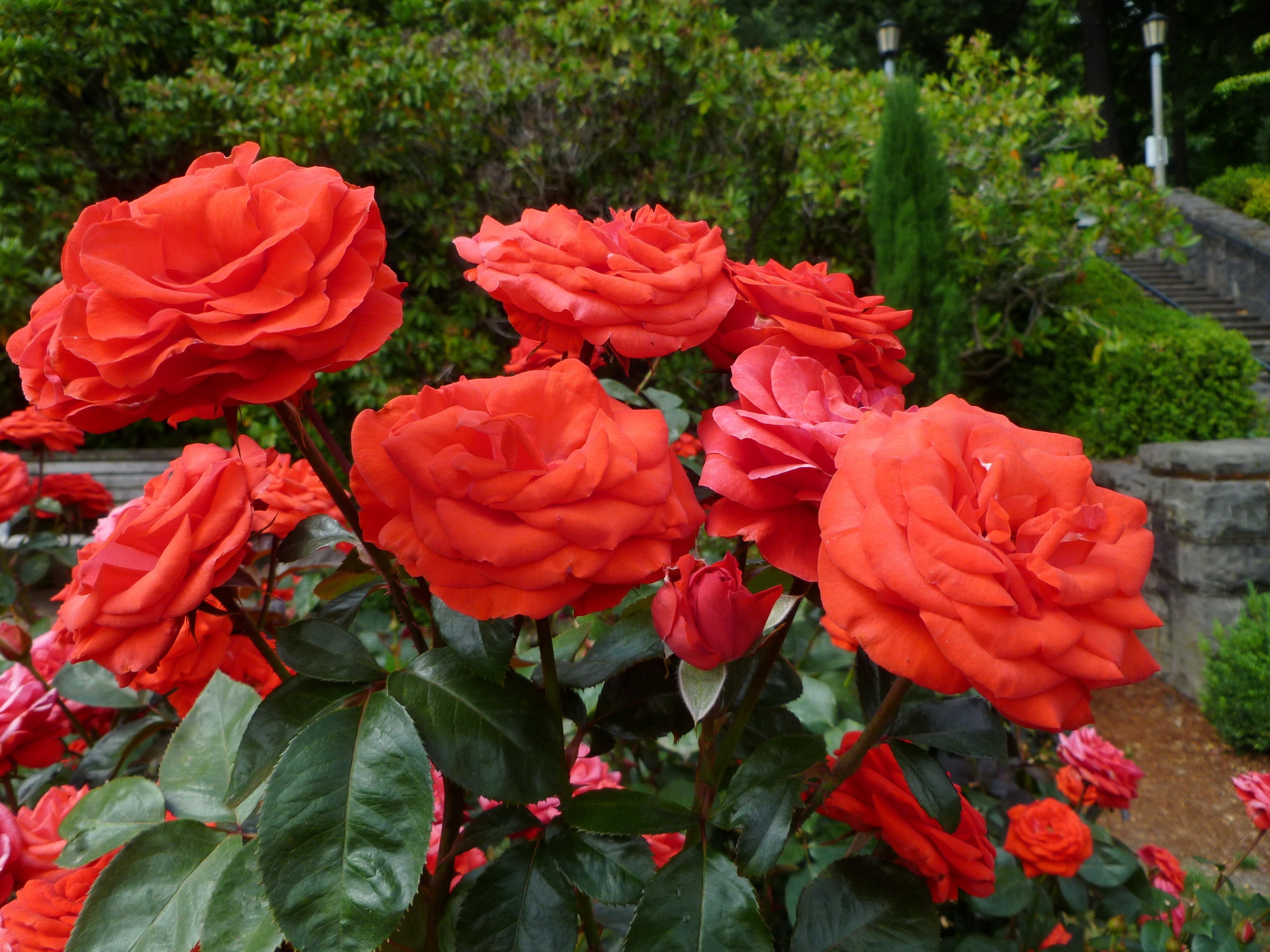multi Colored, bouquet, freshness, beauty In Nature, red, nature, flower, bush, leaf, day, plant, fragility, flowering plant, springtime, yellow, 2K, roses, HD Wallpaper