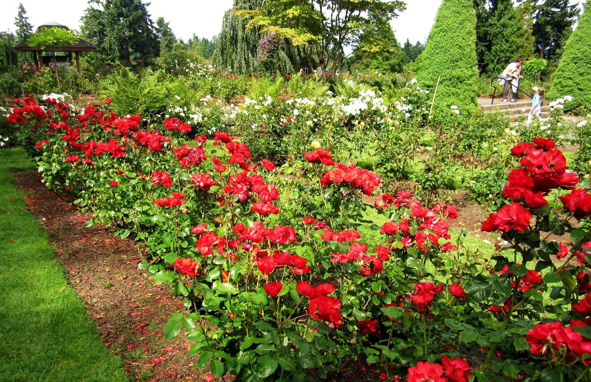 park, scenics, grass, herbs, lawn, leaf, blossom, outdoors, beauty In Nature, plant, gardening, flower, roses, flowers, vibrant Color, tranquility, freshness, HD Wallpaper