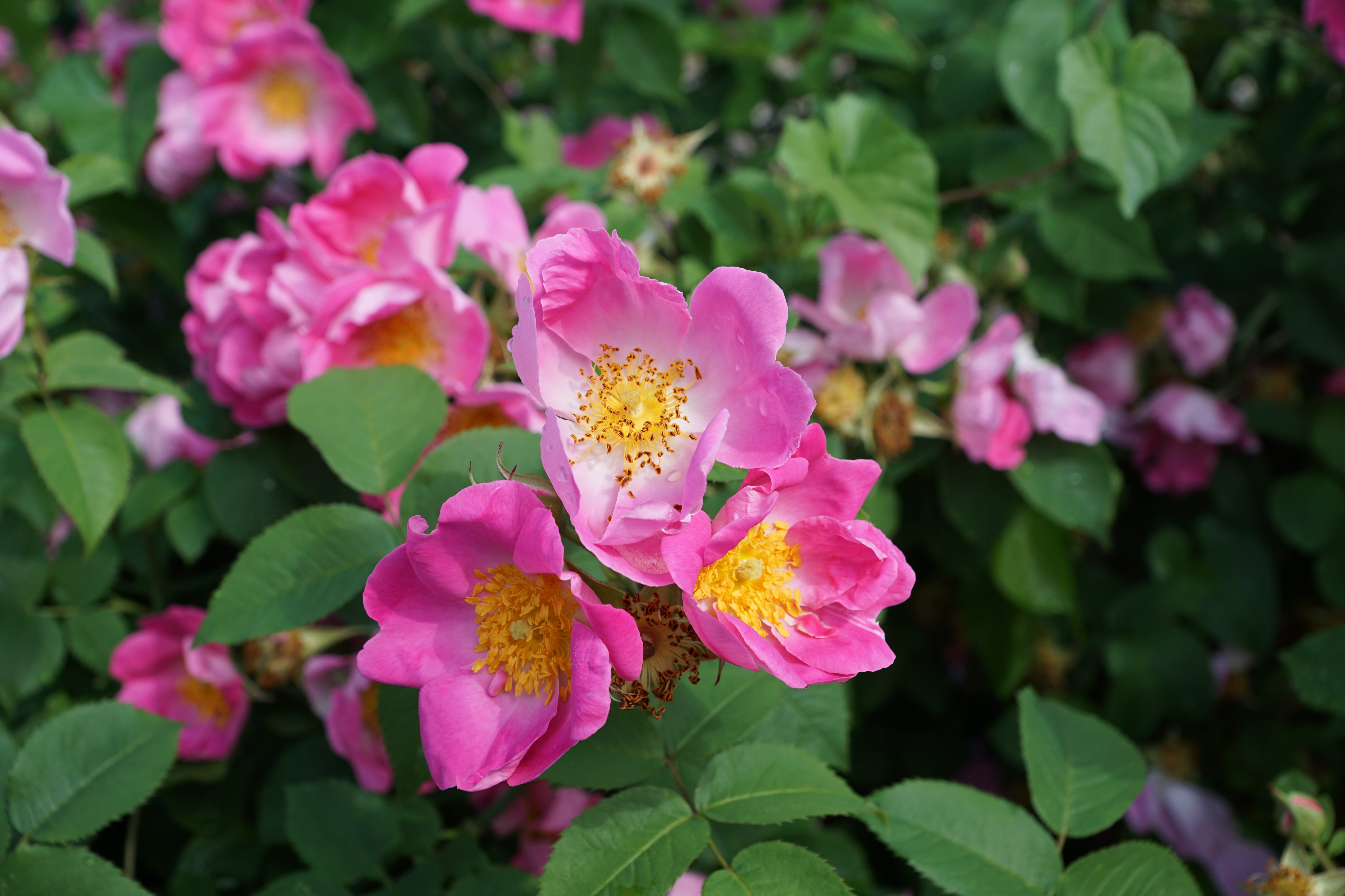 day, garden, beauty in nature, leaf, roses, focus on foreground, flower head, plant, cellular, cosmetics, healthy, bloom, flowering plant, germany, inflorescence, HD Wallpaper