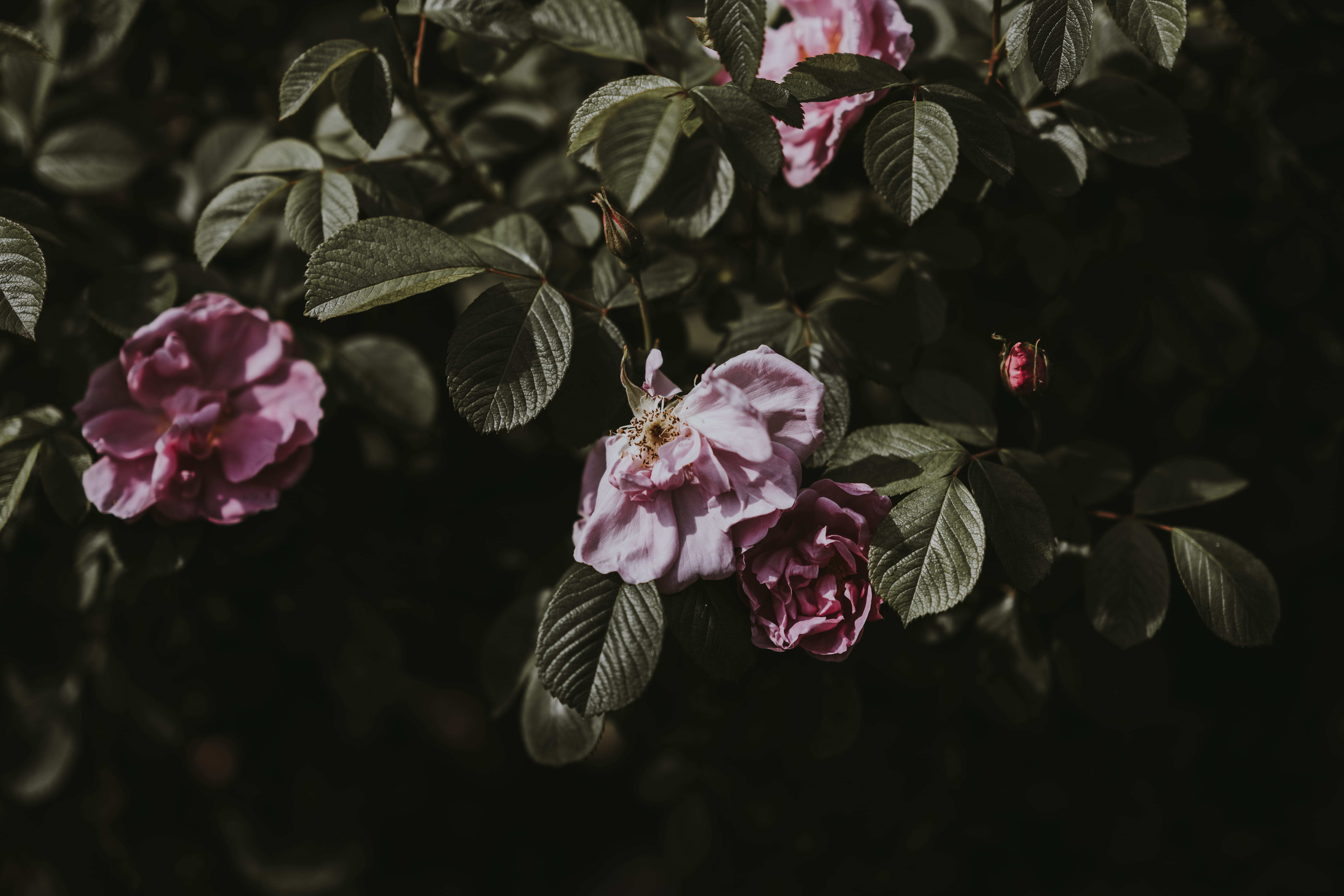cherry tree, outdoors, flower head, inflorescence, plant part, bush, petaled, flowering plant, freshness, pale pink, pink, flower, no people, garden, growth, HD Wallpaper