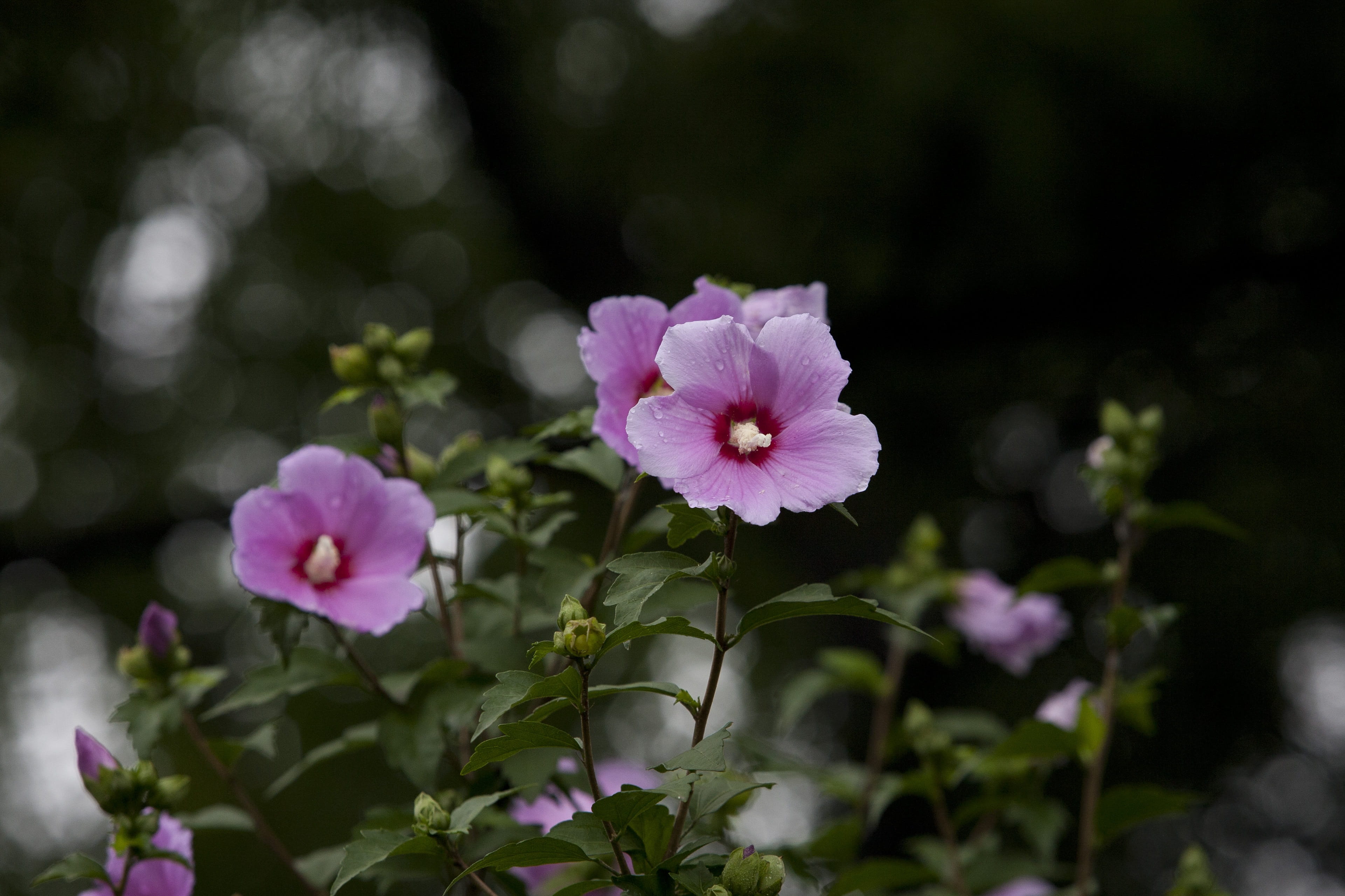 springtime, selective focus, Nature, day, leaf, close-up, growth, flower, park, plant, 4K, rose of sharon, flowering plant, no people, Flowers, petal, HD Wallpaper