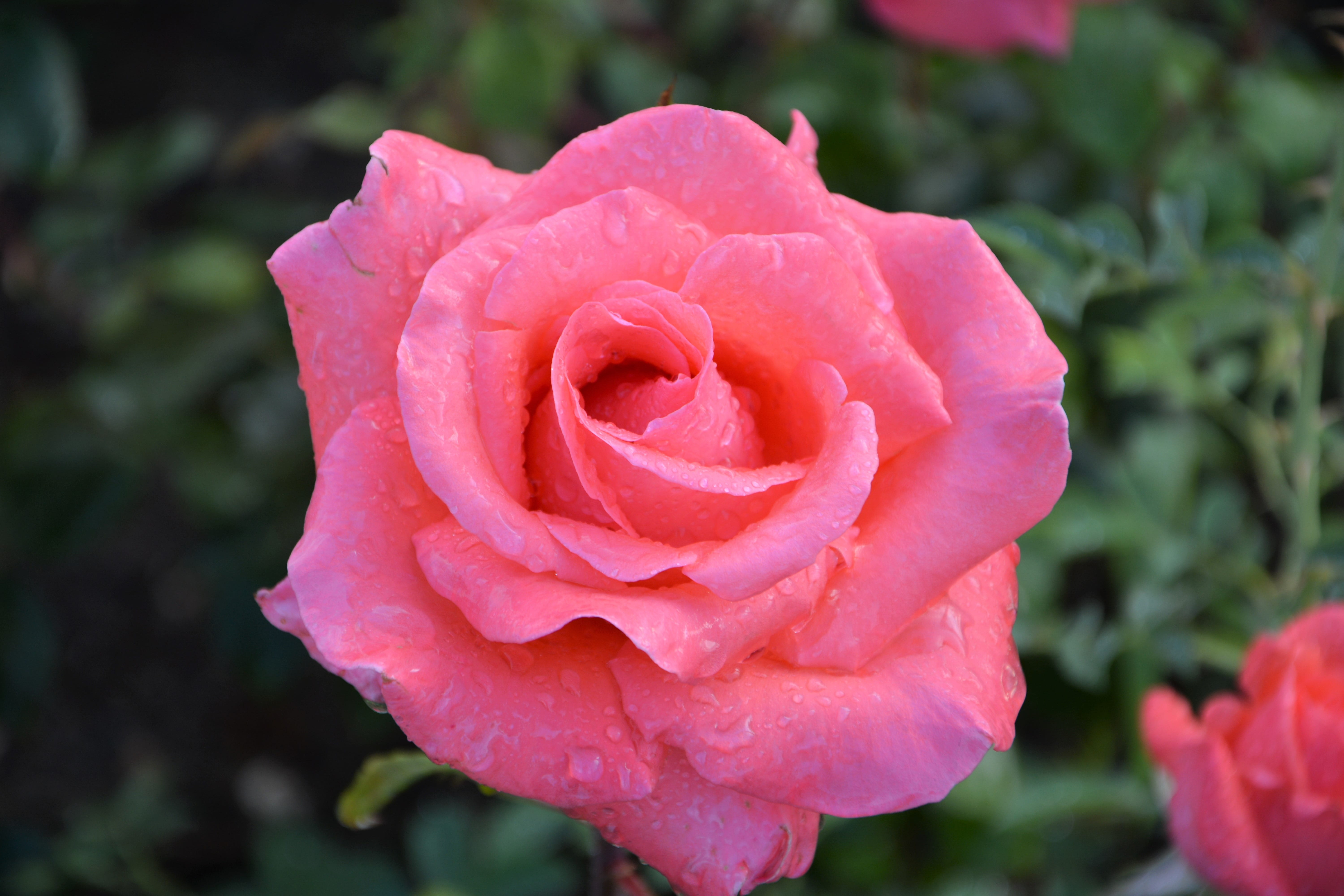 turkey, flower, softness, park, pink, close-up, inflorescence, beautiful flower, freshness, raindrop, fragility, no people, the leaves are, chichewa live, HD Wallpaper