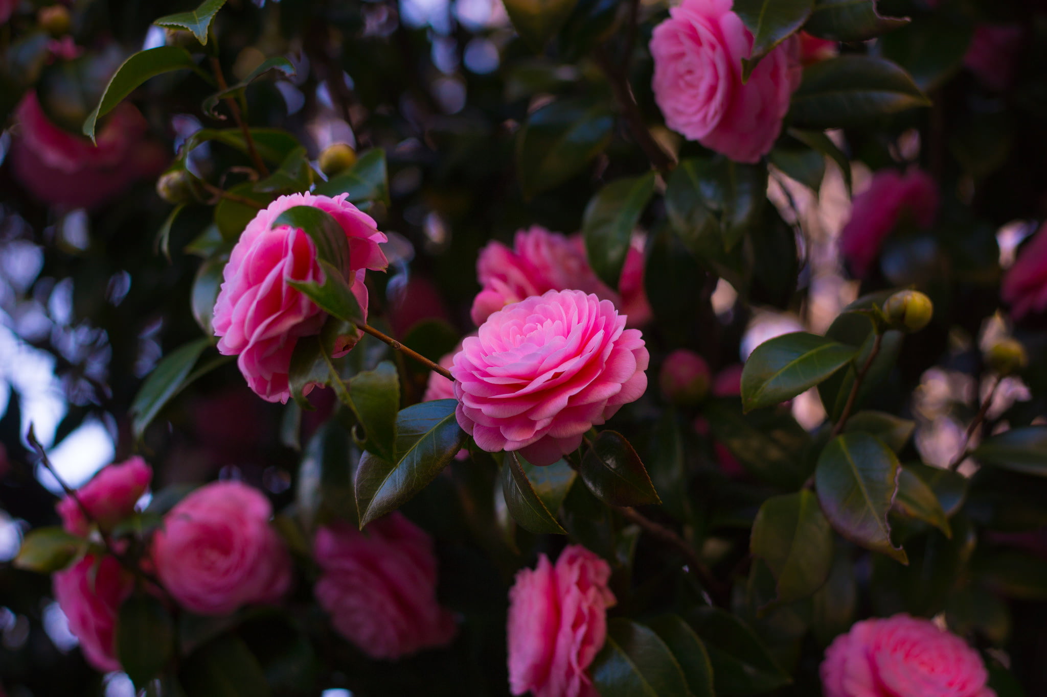botany, plant part, flower Head, focus on foreground, a lot, petaled, green Color, pink Color, gardening, fragility, beauty In Nature, purple, day, petal, HD Wallpaper