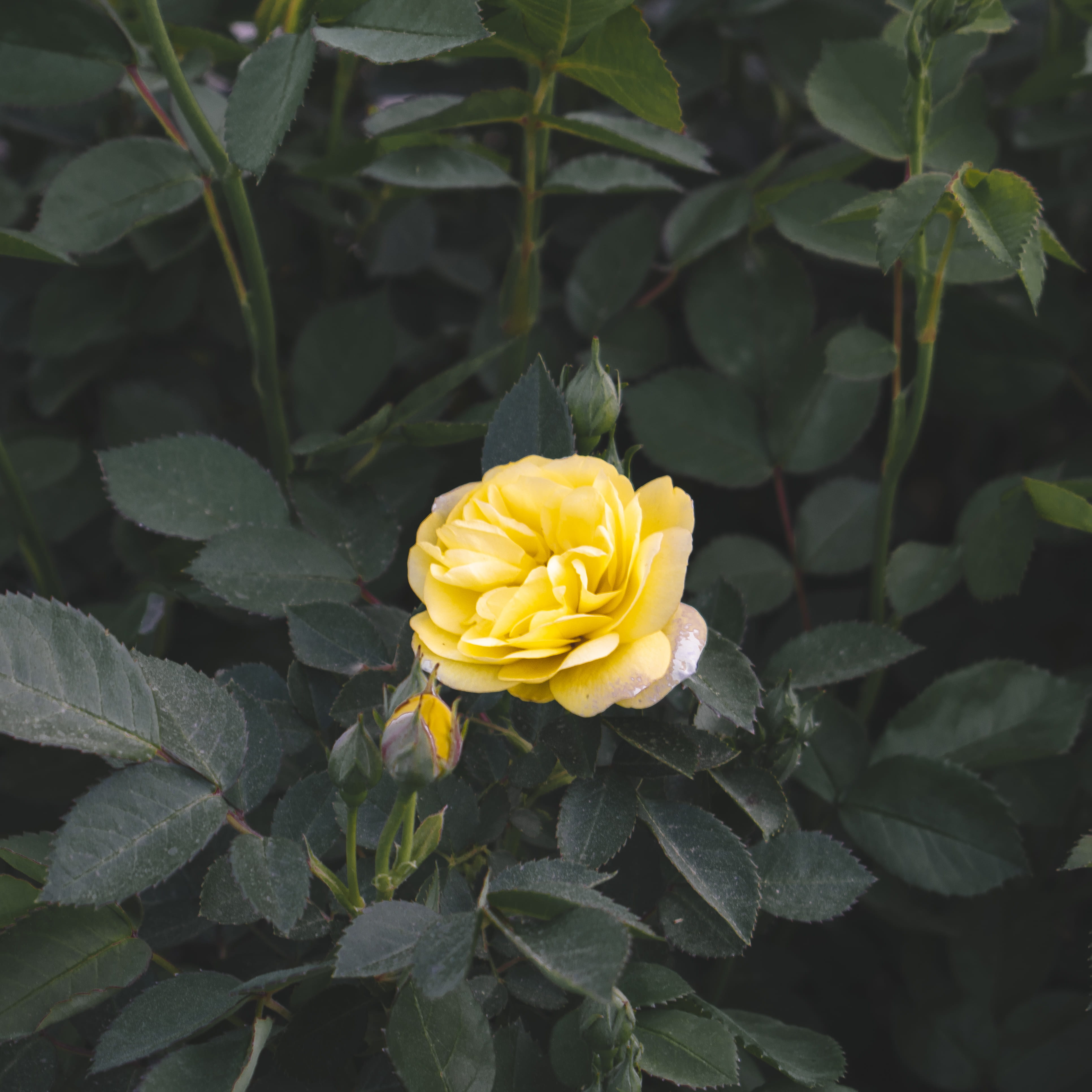 plant part, roses, inflorescence, 4K, leaf, yellow, growth, flowering plant, yellow rose, park, nature, close-up, petal, retiro, outdoors, fragility, garden, Phone HD Wallpaper