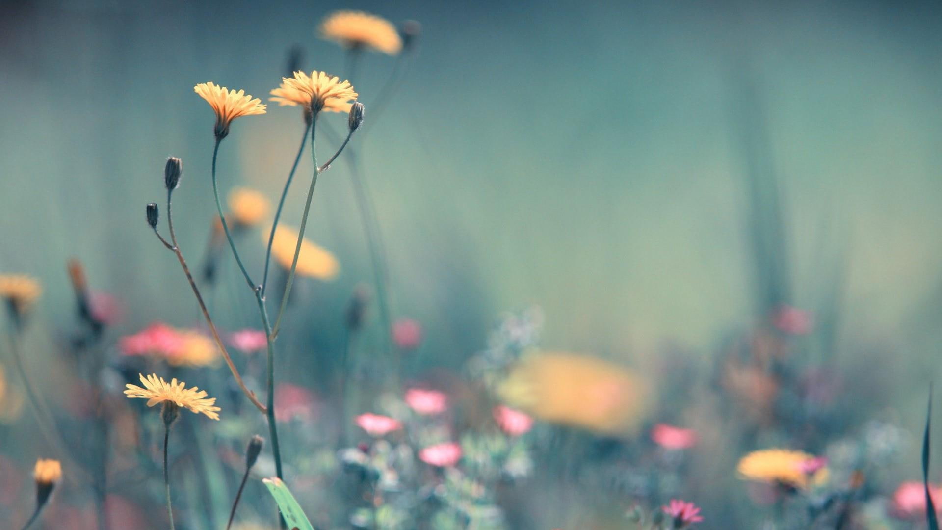 soft, bright, yellow flowers, wild flowers, blurred, garden, ornamental, flower field, 1080P, spring, pretty, HD Wallpaper