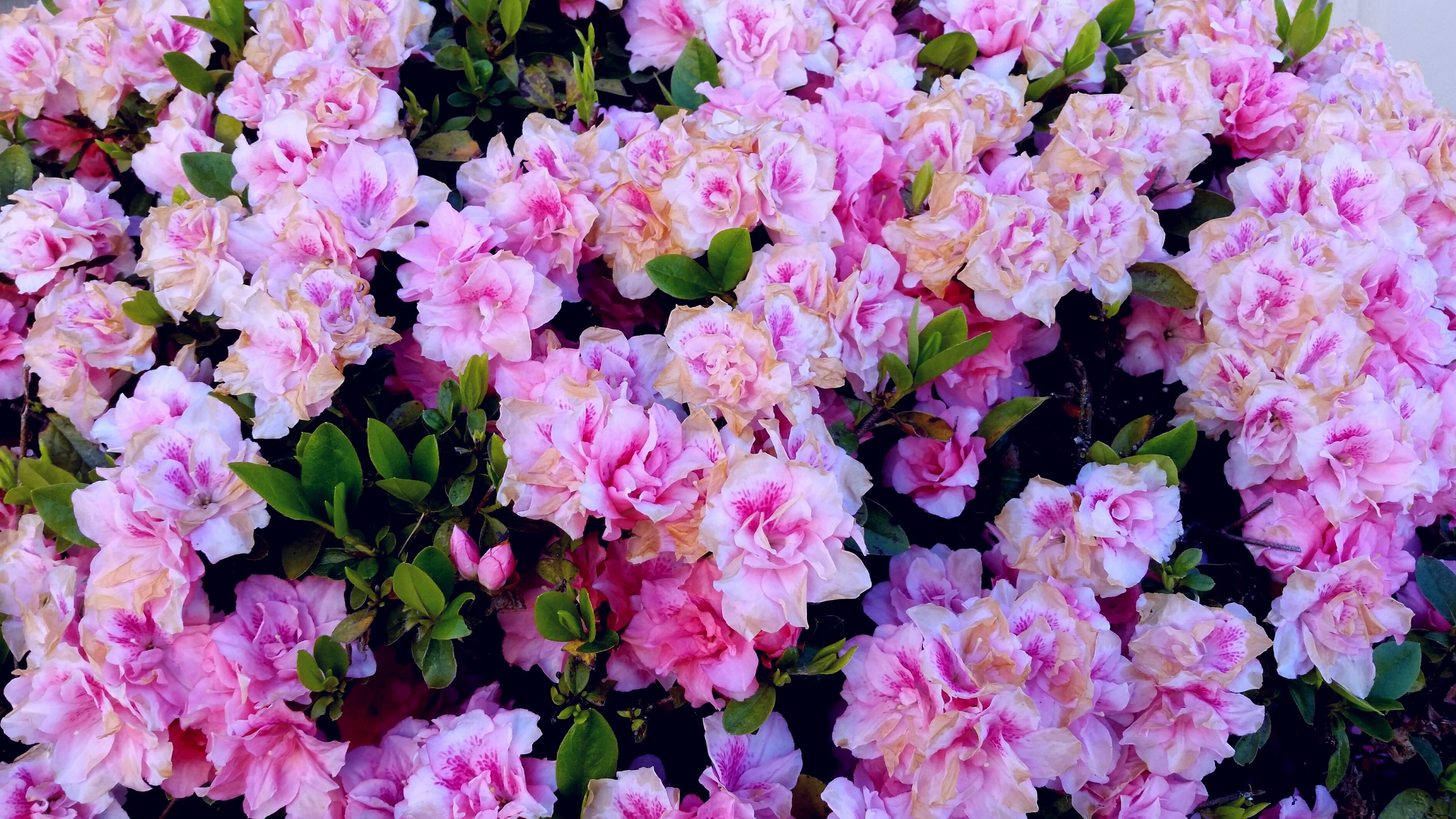 springtime, outdoors, nature, pink, 2K, day, bouquet, desktop, flower head, flowering plant, flowers, growth, freshness, beauty in nature, plant, inflorescence, HD Wallpaper
