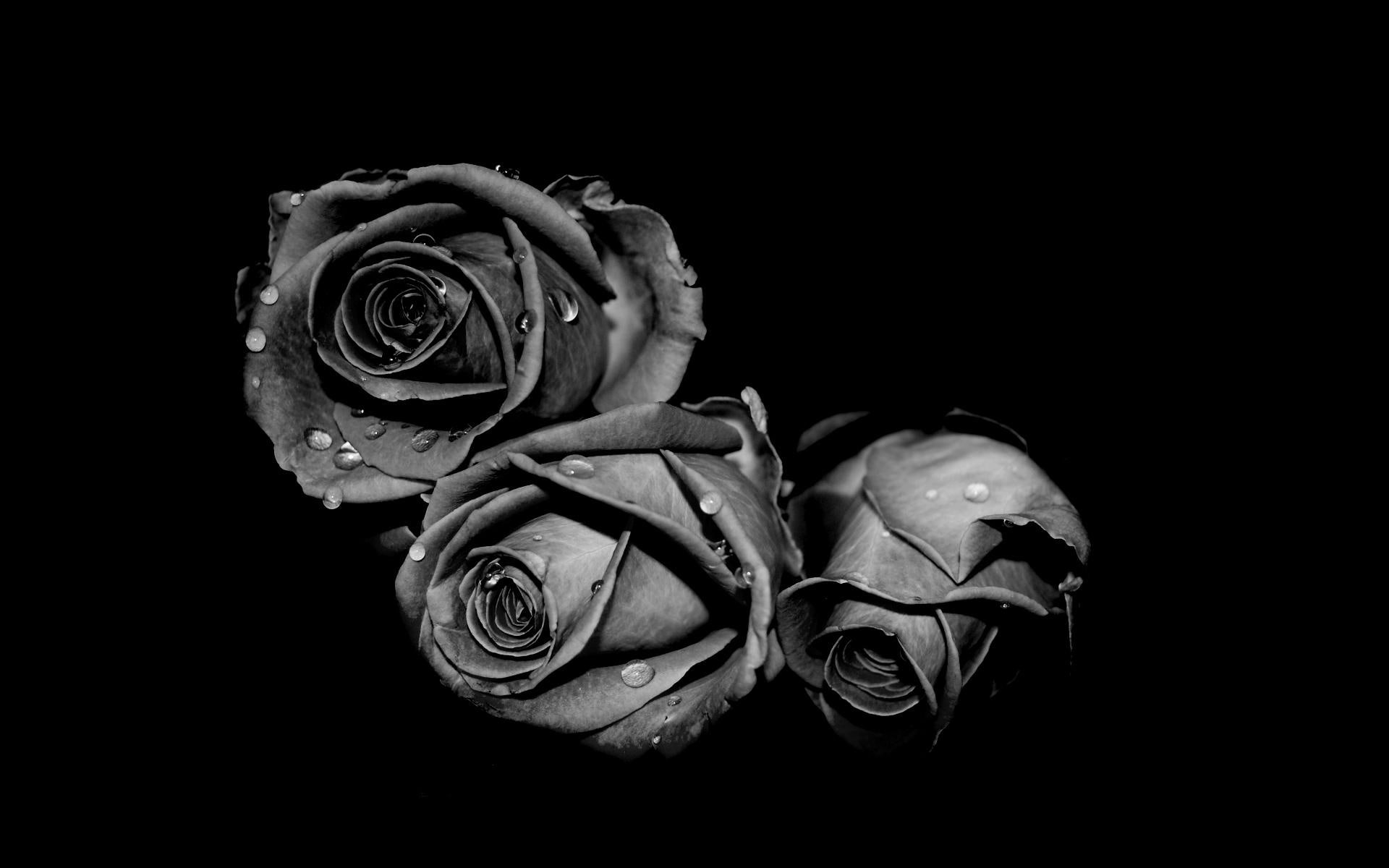 darkness, nature, photography, black, 1080P, flower, beautiful, rose, white, pretty, 3d and abstract, HD Wallpaper