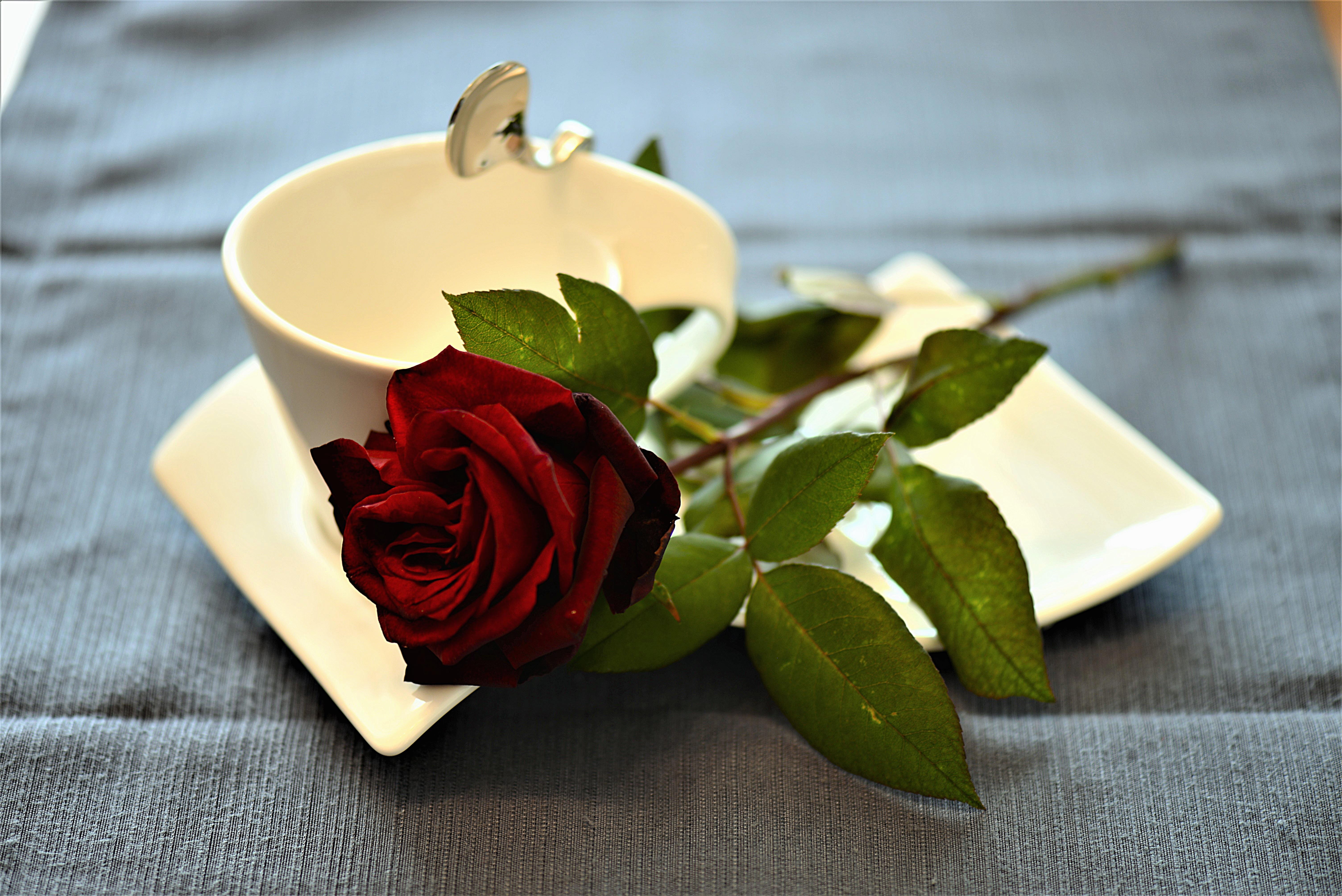 festivity, rose - flower, flowering plant, coffee cup, beauty in nature, love, flower, close, flower head, shot, romantic, food and drink, plant part, good morning, HD Wallpaper