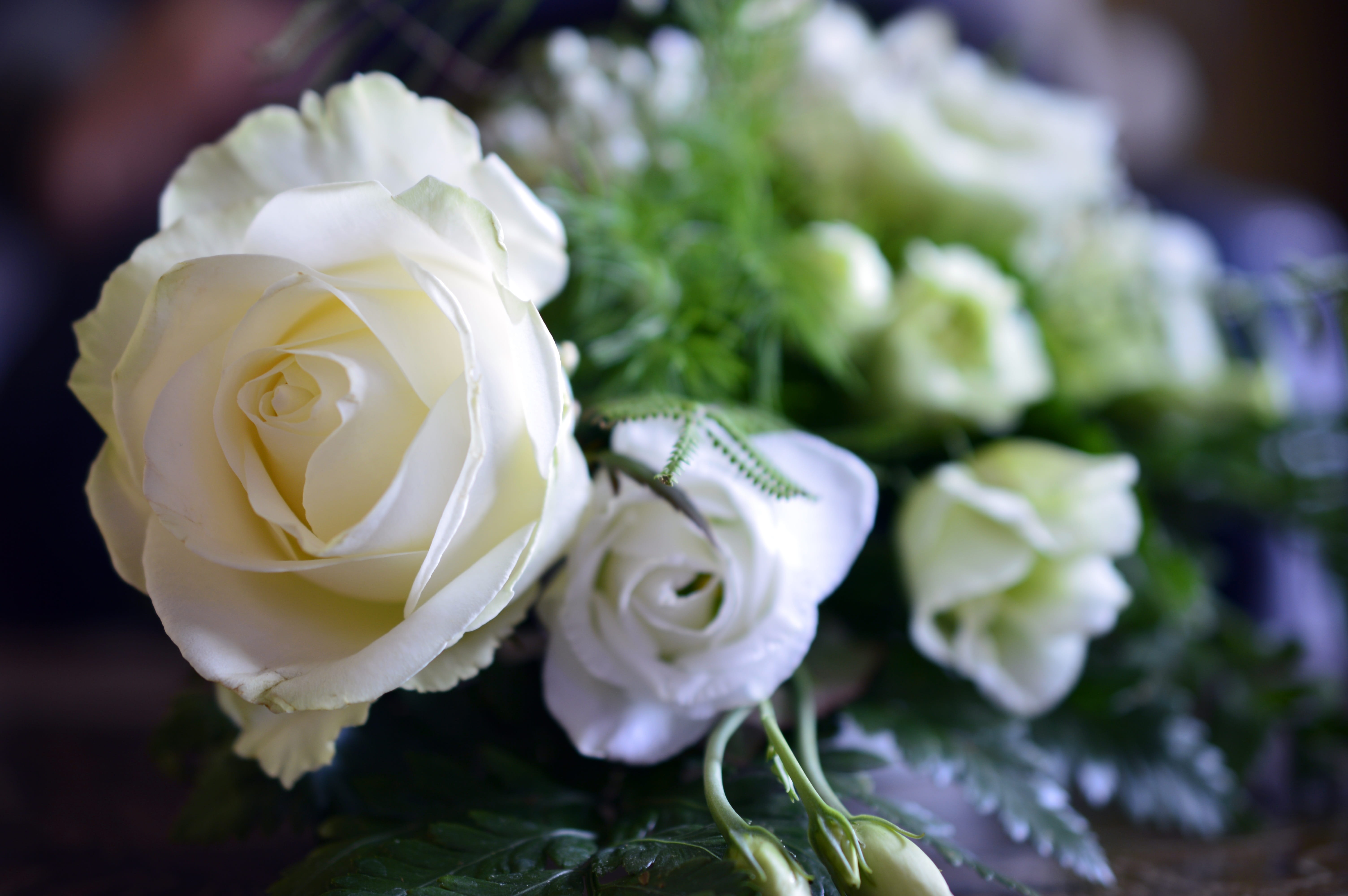 bouquet, flower, flora, vulnerability, floral arrangement, roses, plant, growth, outdoors, freshness, festival, purity, rose - flower, close-up, flowers, HD Wallpaper