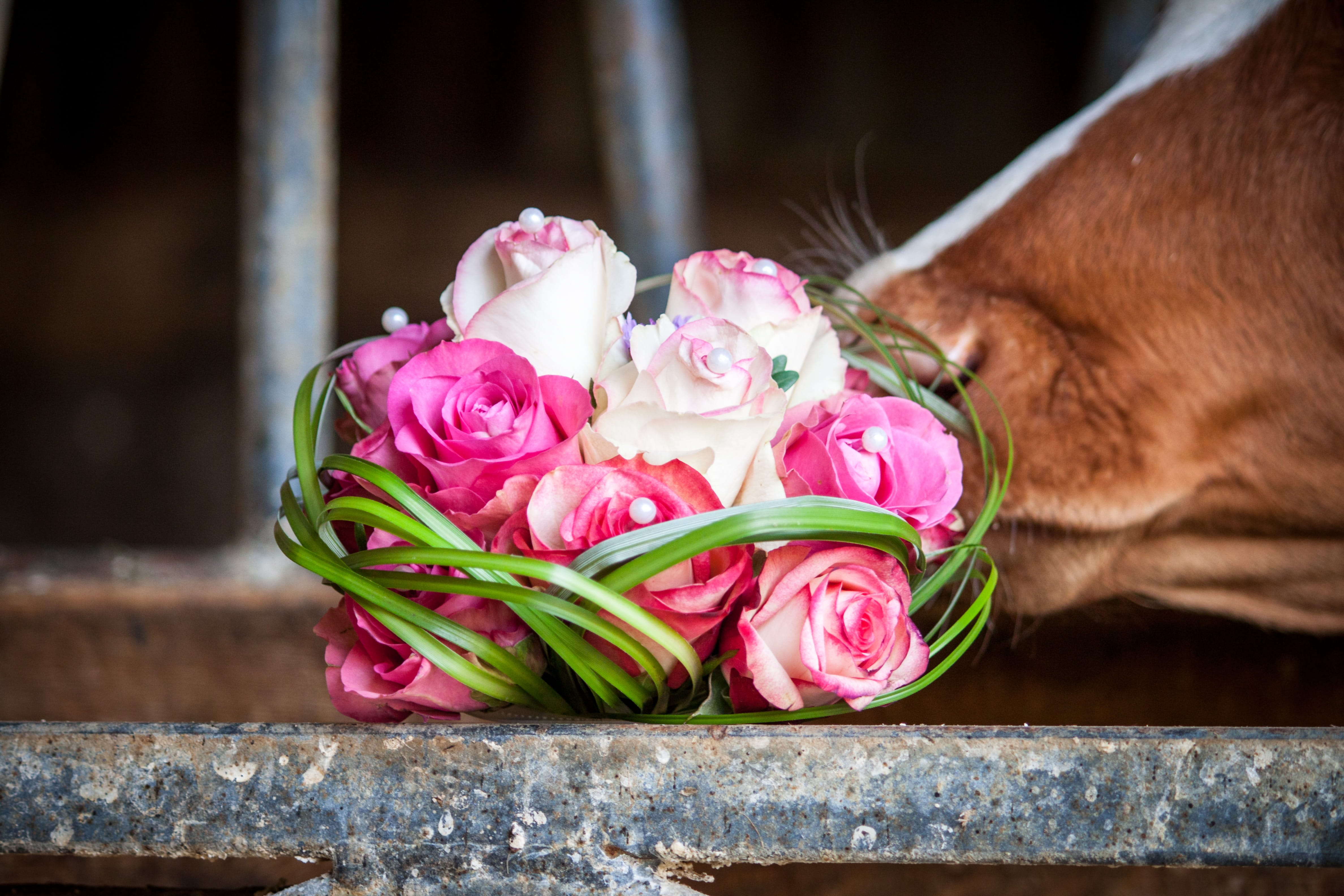 floristry, bouquet of roses, rose - flower, flower, flowers, contrast, flower head, Cow, bunch of flowers, Wedding, festivity, food, flower arrangement, HD Wallpaper