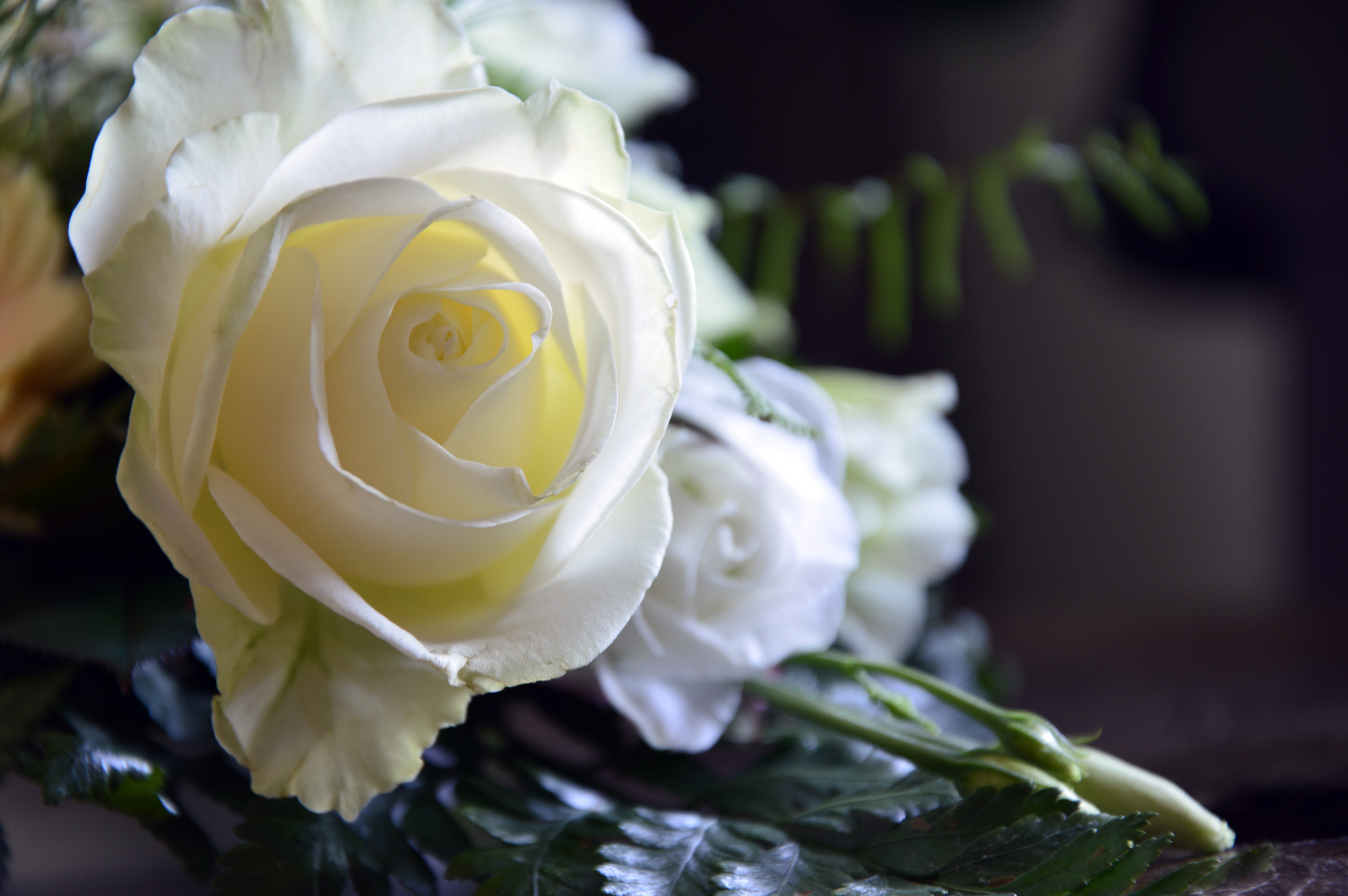 beauty in nature, flora, outdoors, floral arrangement, fragility, inflorescence, freshness, rose, flowering plant, arrangement, flower, flower arrangement, HD Wallpaper