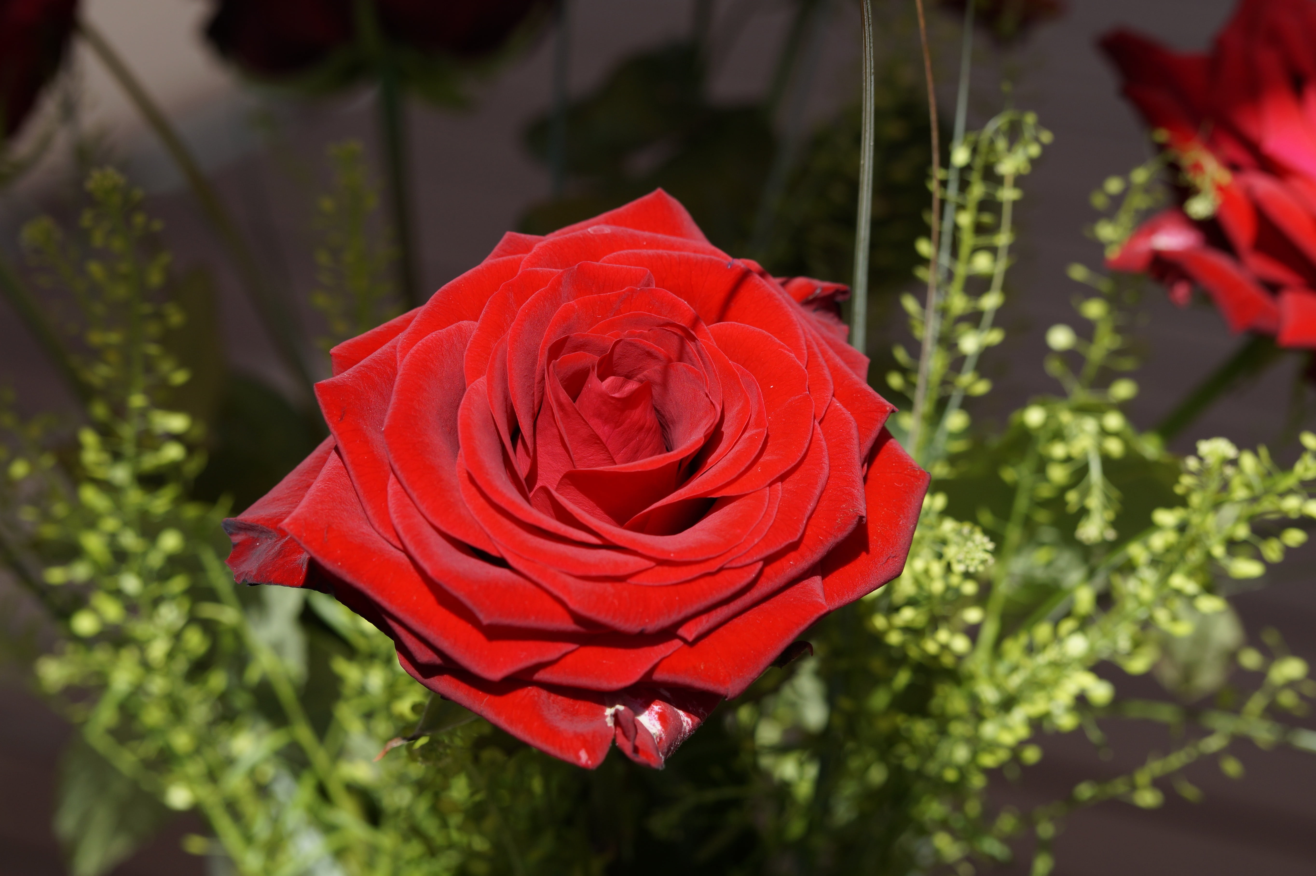 rose - Flower, inflorescence, bouquet, flowering plant, flower head, vulnerability, symbol, freshness, bloom, growth, fragility, wedding day, nature, red, HD Wallpaper