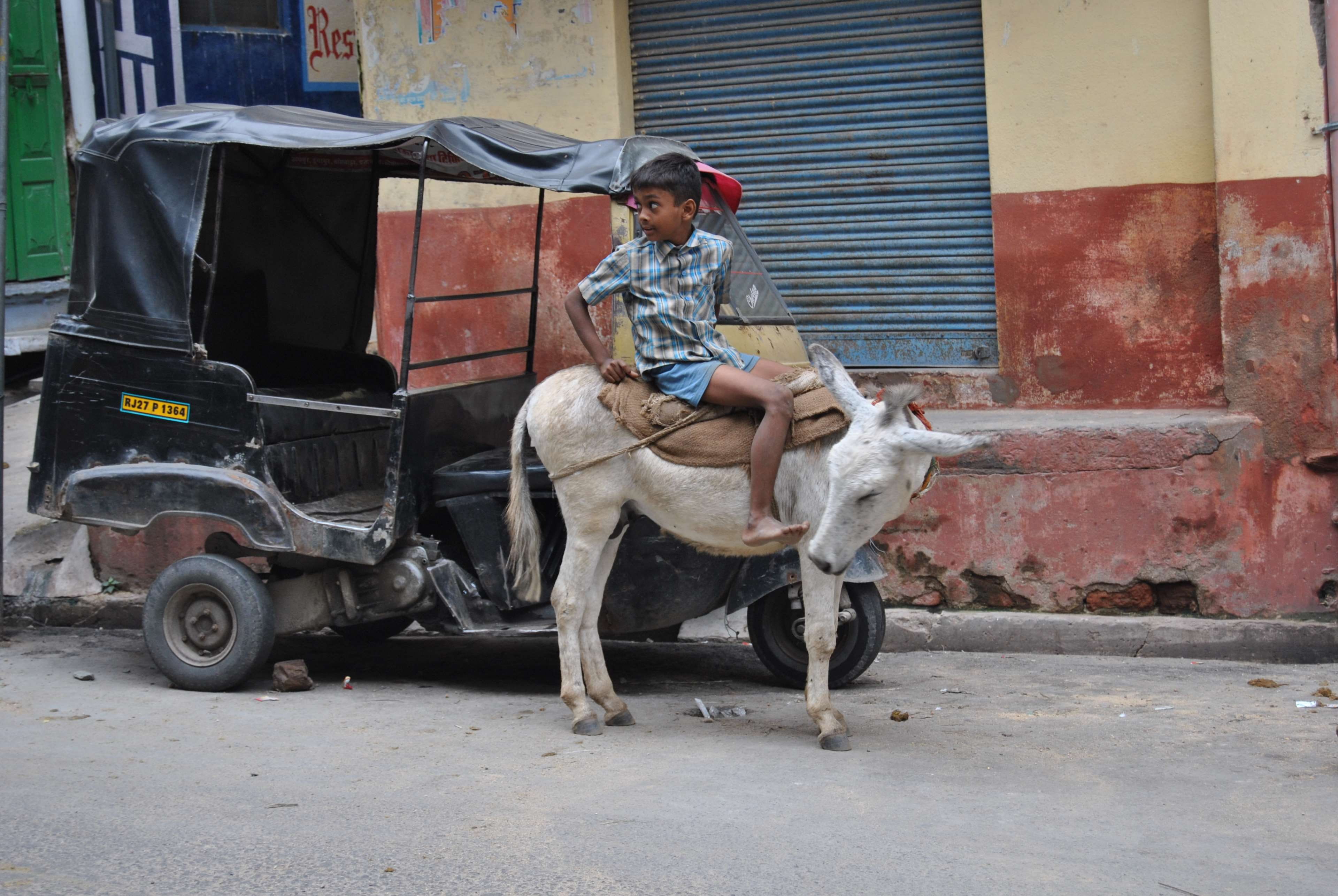 real people, riding, mode of transportation, livestock, ride, herbivorous, one animal, road, working animal, street, outdoors, vertebrate, india rajastan donkey littlekid synchronicity, HD Wallpaper