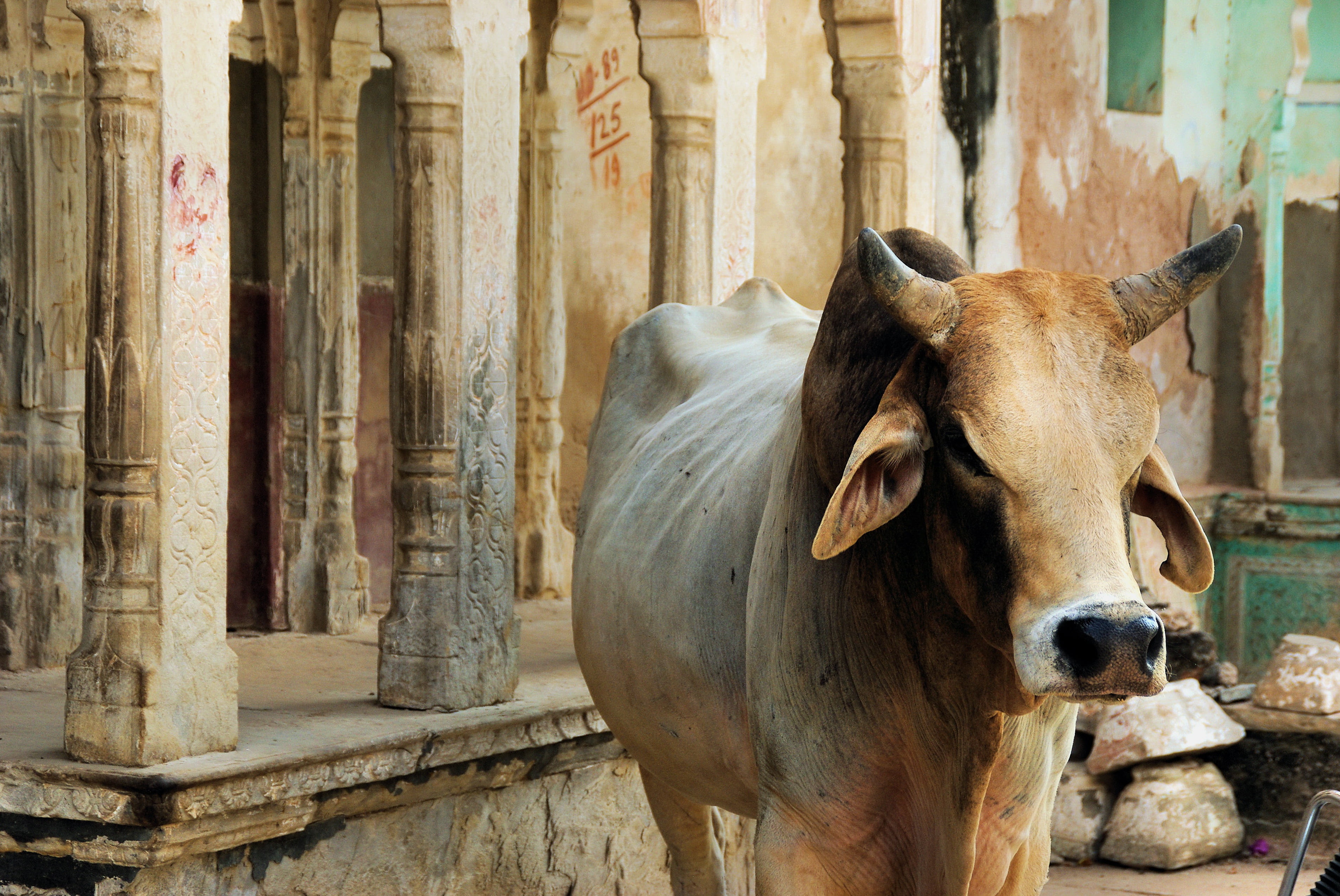 rajastan, mammal, daytime, india, vertebrate, day, sacred cow, cattle, domestic animals, livestock, building, one animal, mandawa, cow, guardian temple, HD Wallpaper