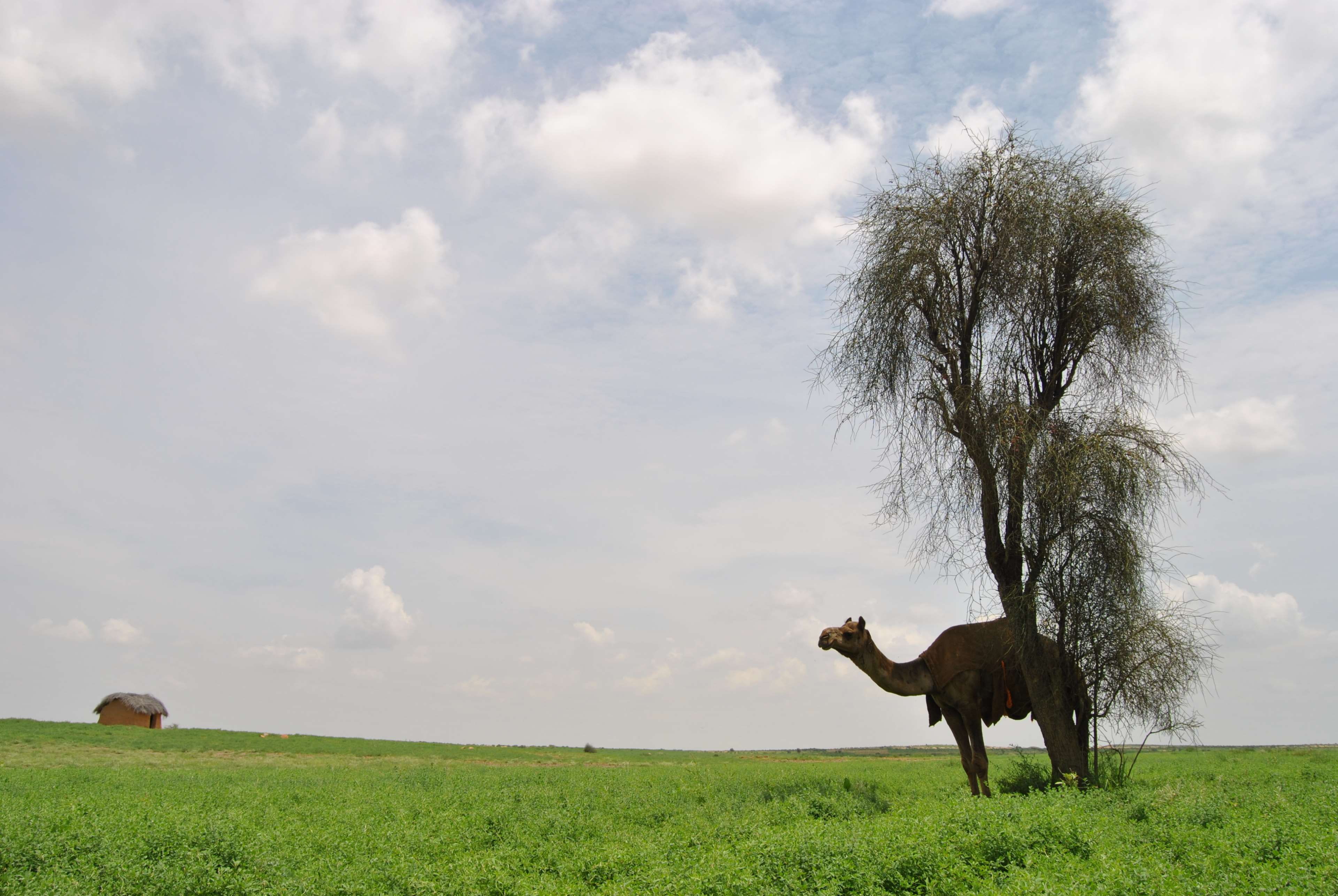 outdoors, india rajastan camello camel, animal, no people, vertebrate, nature, pets, beauty in nature, mammal, herbivorous, livestock, domestic, field, HD Wallpaper