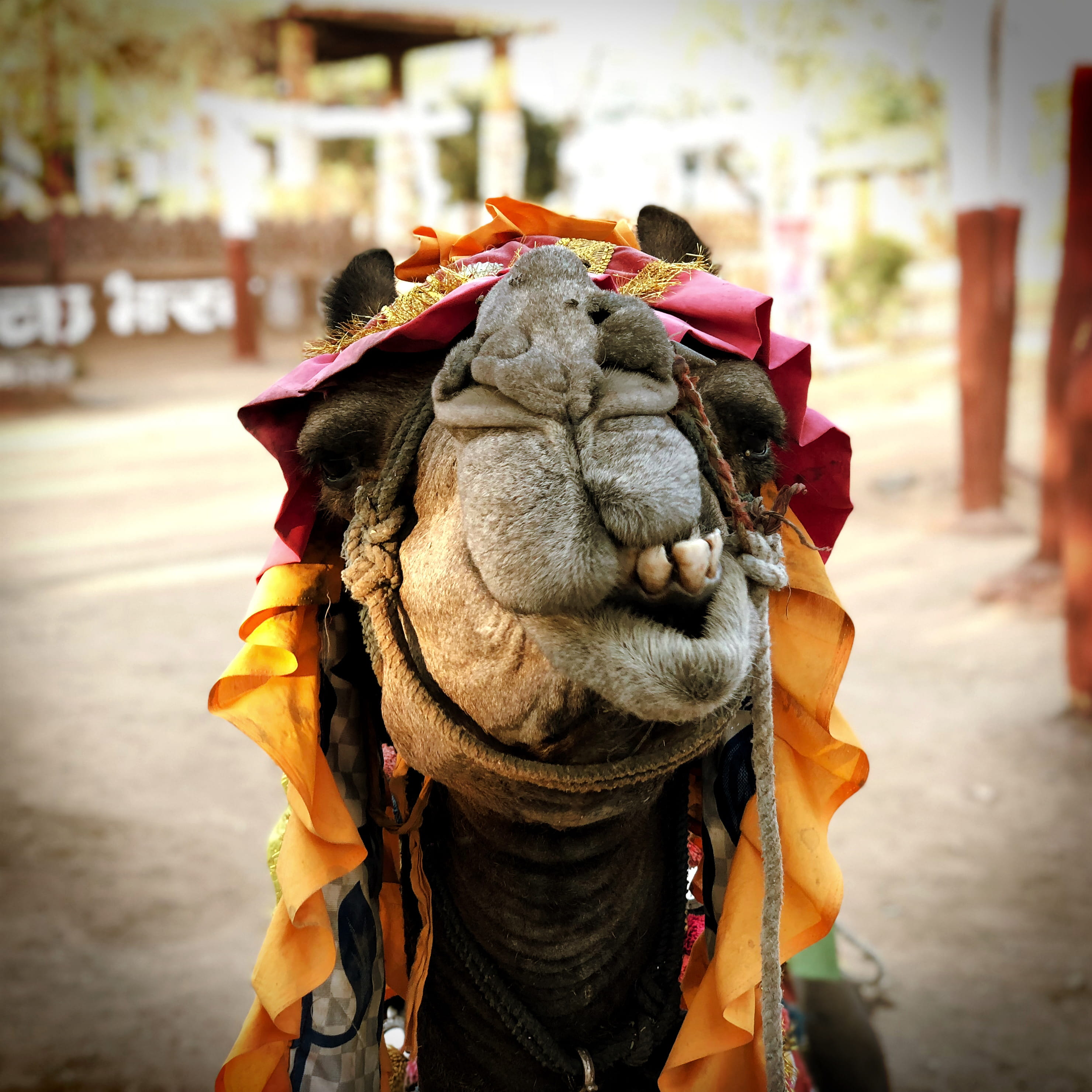 shilpgram, udaipur, one animal, desert, india, working animal, lifestyles, iphonex, animal wildlife, street, rajasthan, animal body part, clothing, focus on foreground, Phone HD Wallpaper