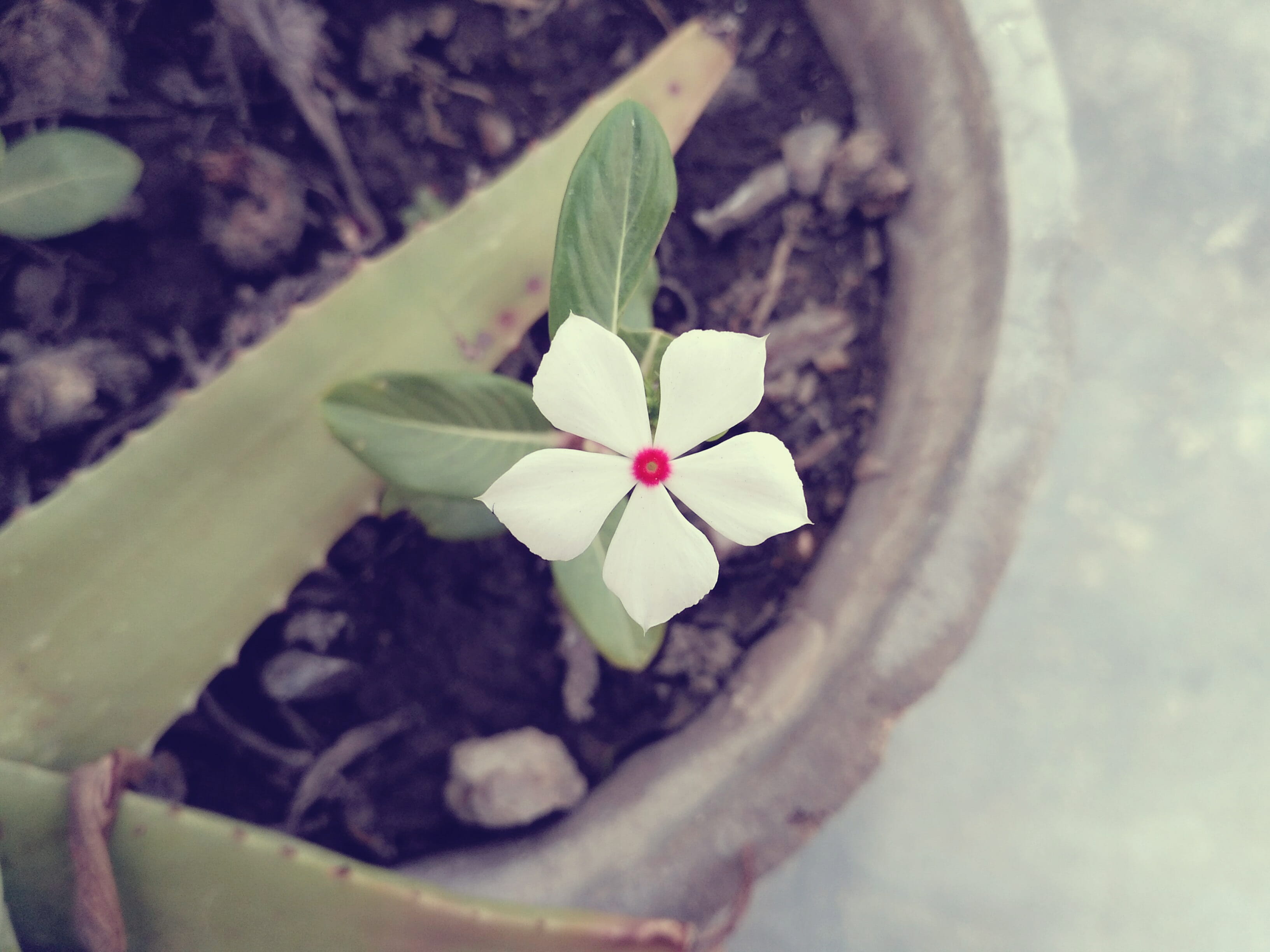 petal, plant part, beauty in nature, potted plant, vulnerability, day, inflorescence, flower head, nature, hd images, close-up, leaves, no people, hd, white, HD Wallpaper