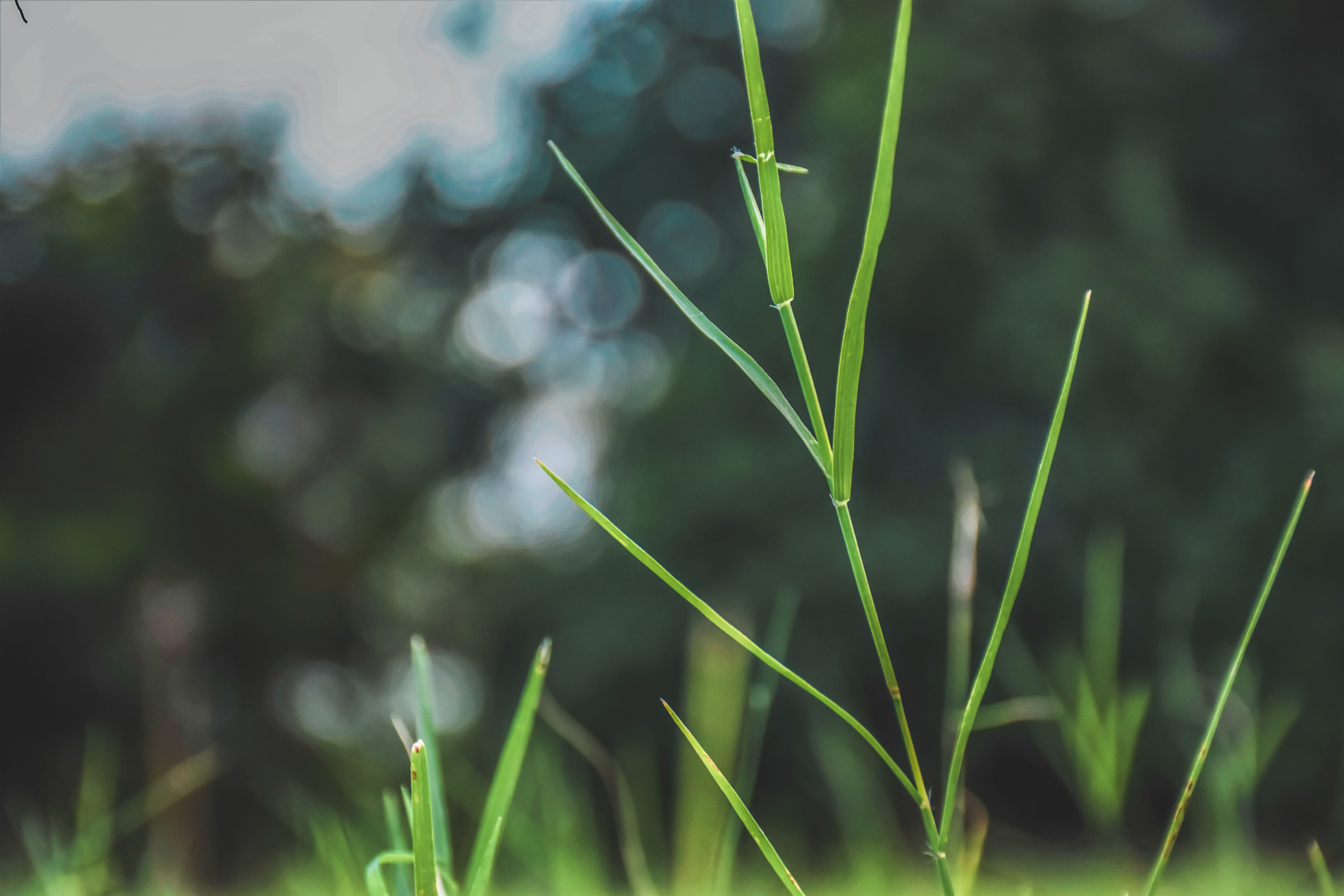 green color, no people, land, nature, outdoors, growth, beauty in nature, plant, tranquility, plant part, india, day, blade of grass, selective focus, focus on foreground, HD Wallpaper