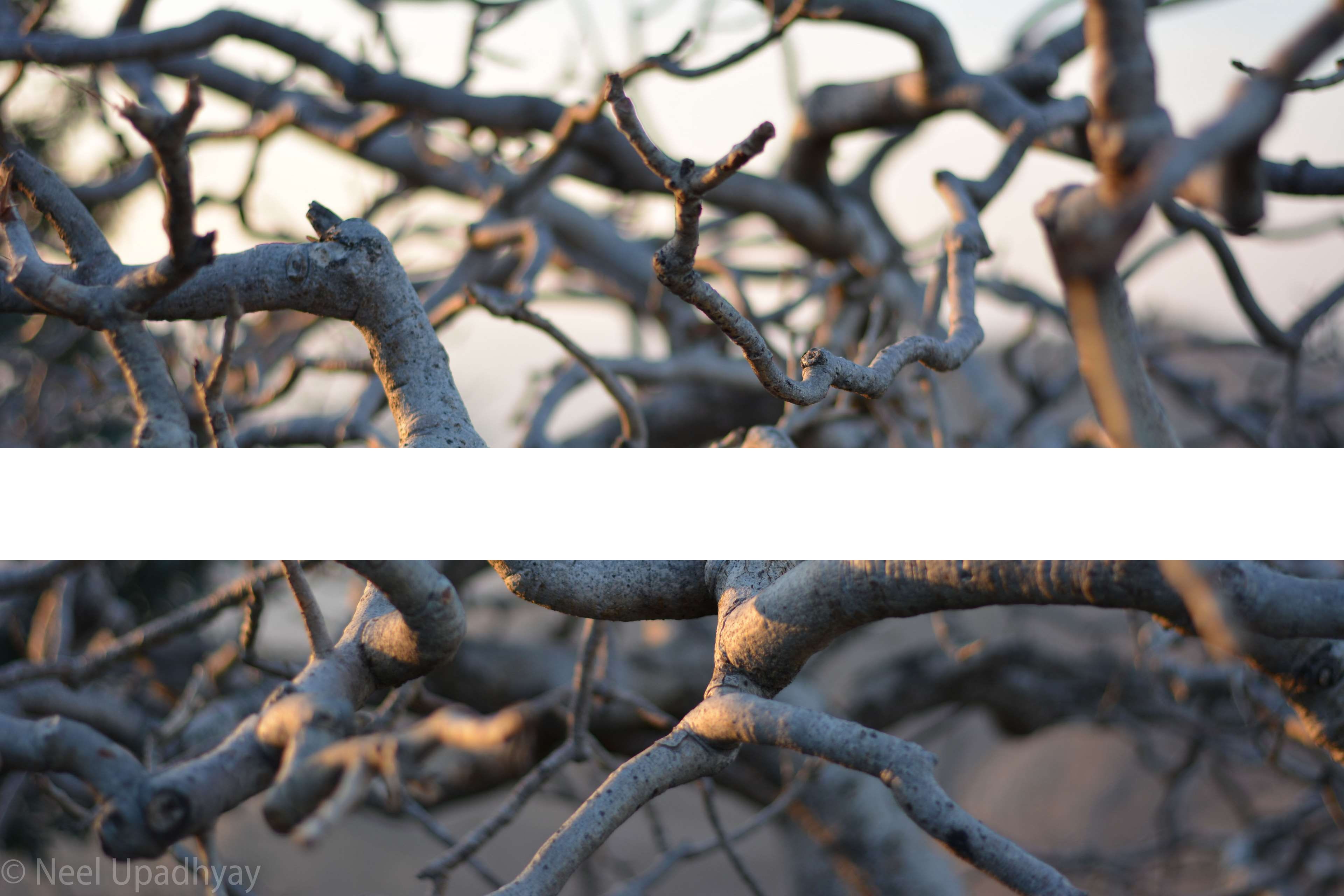 outdoors, branch, security, dried, udaipur, metal, sajjangarh, twig, boundary, tree, nature, autumn, growth, beauty in nature, safety, fence, plant, focus on foreground, HD Wallpaper