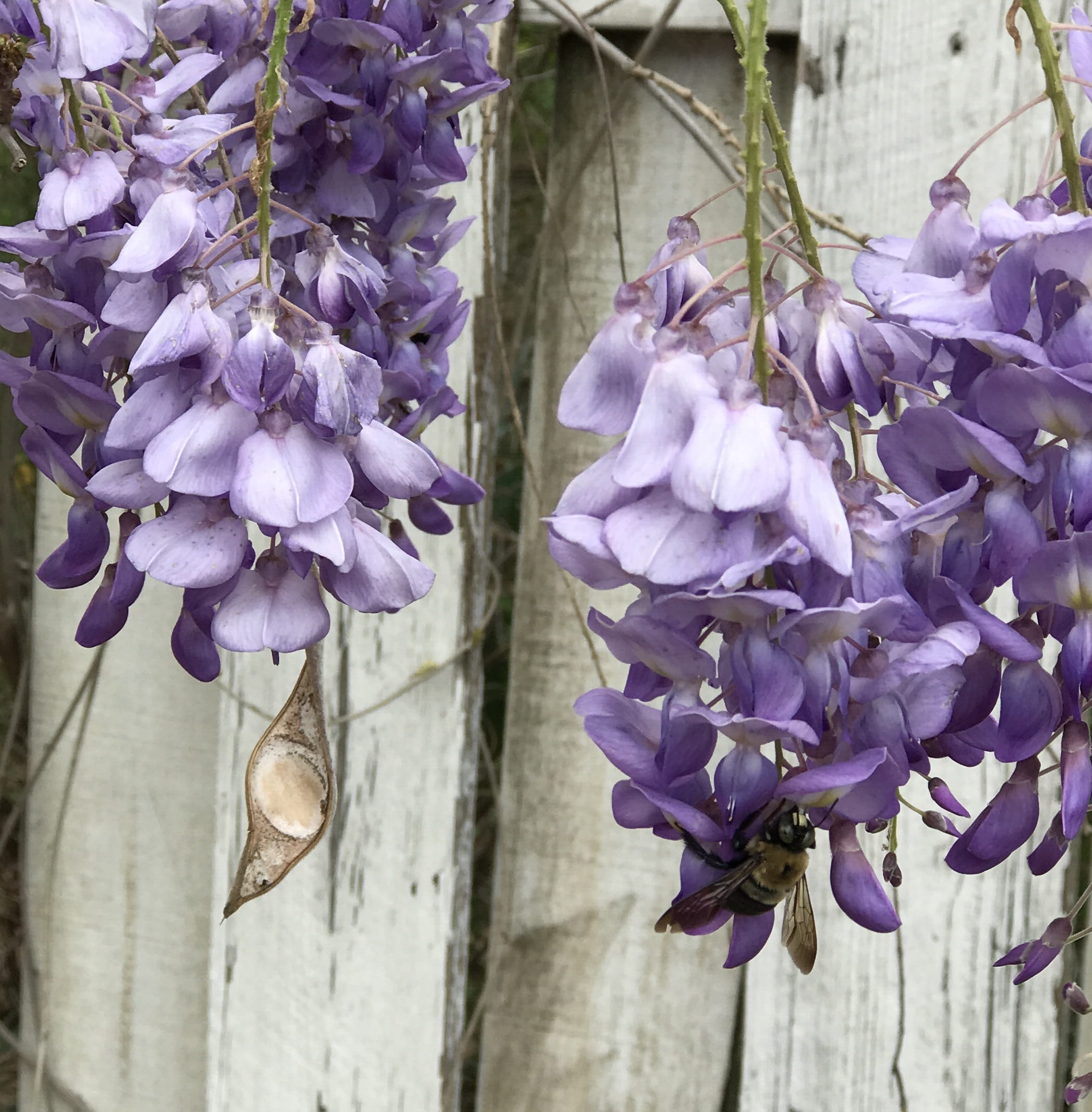 flowering plant, corinth, growth, bee, 1080P, beauty in nature, spring, nature, inflorescence, united states, vulnerability, no people, purple, wisteria, Phone HD Wallpaper