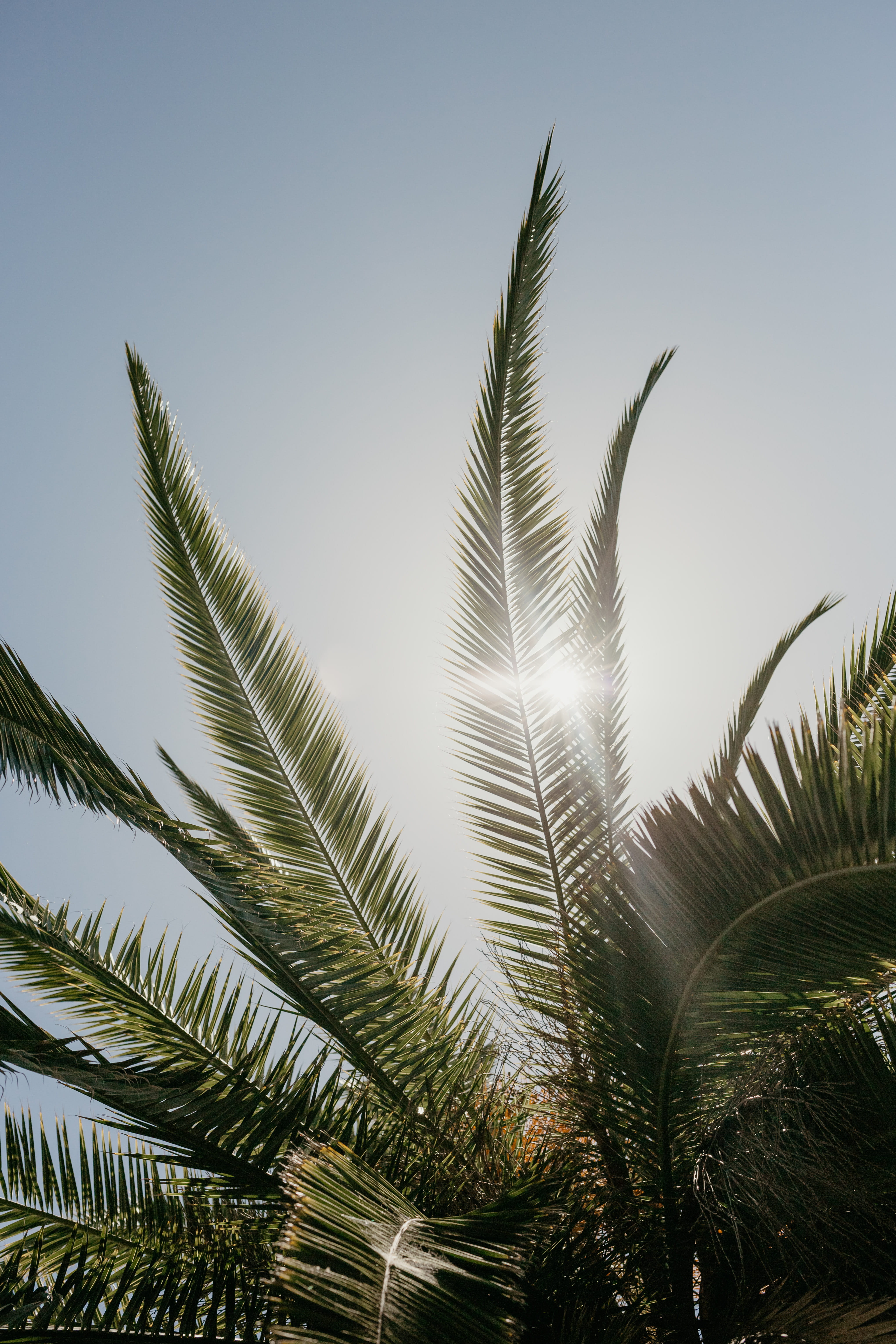 ray, tranquility, sunlight, stanford, plant, tropical climate, growth, vacation, sun, palm, tree, palm leaf, no people, palms, sky, trees, 5K, united states, Phone HD Wallpaper