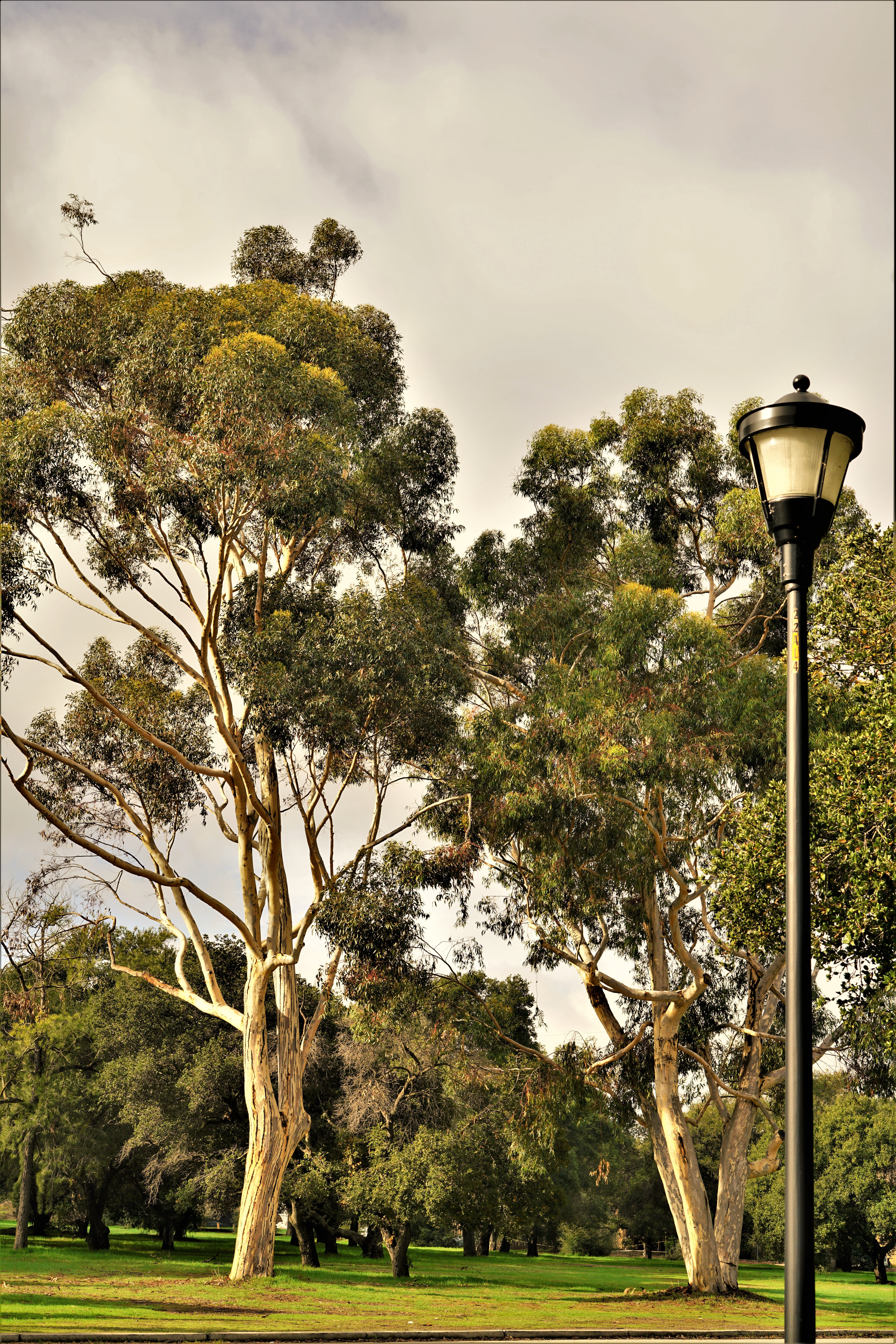 tranquility, growth, day, trees, lighting equipment, lamp, green color, united states, land, no people, plant, stanford calif, tranquil scene, park, stanford, Phone HD Wallpaper