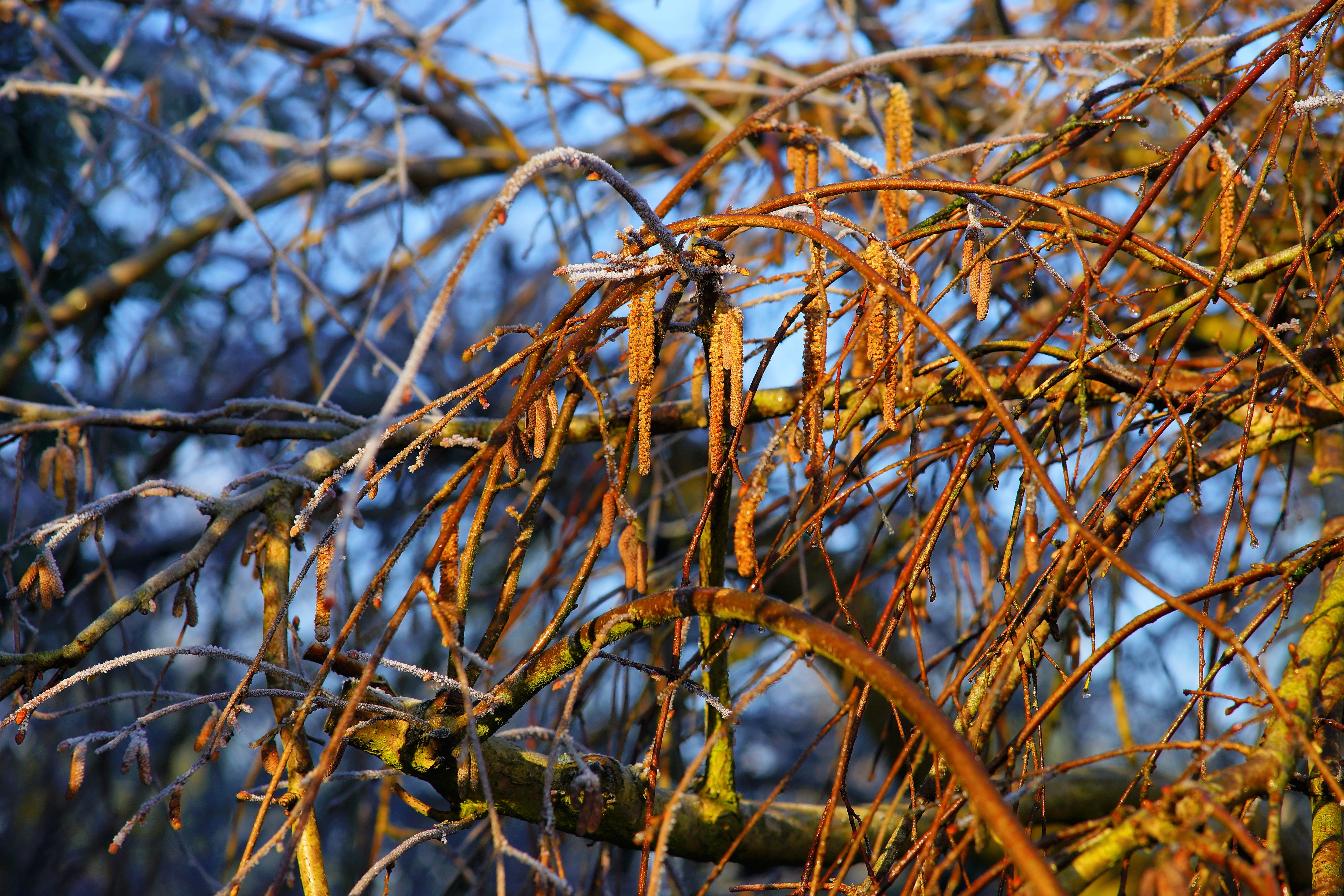 tangled, day, low angle view, color, sunlight, february, season, plant, bare tree, nature, fruits, sky, tranquility, focus on foreground, dead plant, outdoors, HD Wallpaper