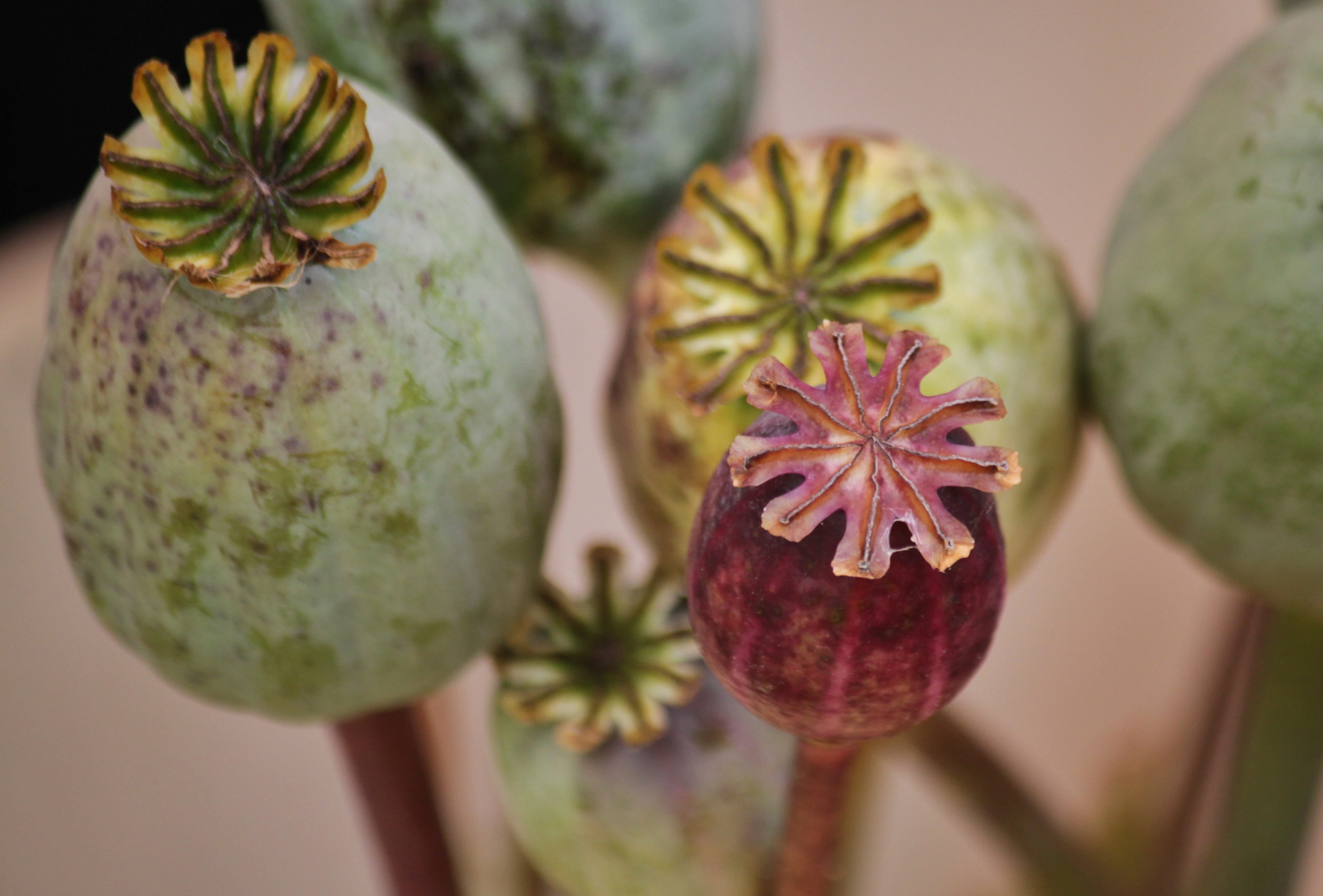 photo, close up, macro, seed capsules, mohngewaechs, stamp, ripe, plant, growth, decoration, green color, beauty in nature, focus on foreground, seed, bloom, HD Wallpaper