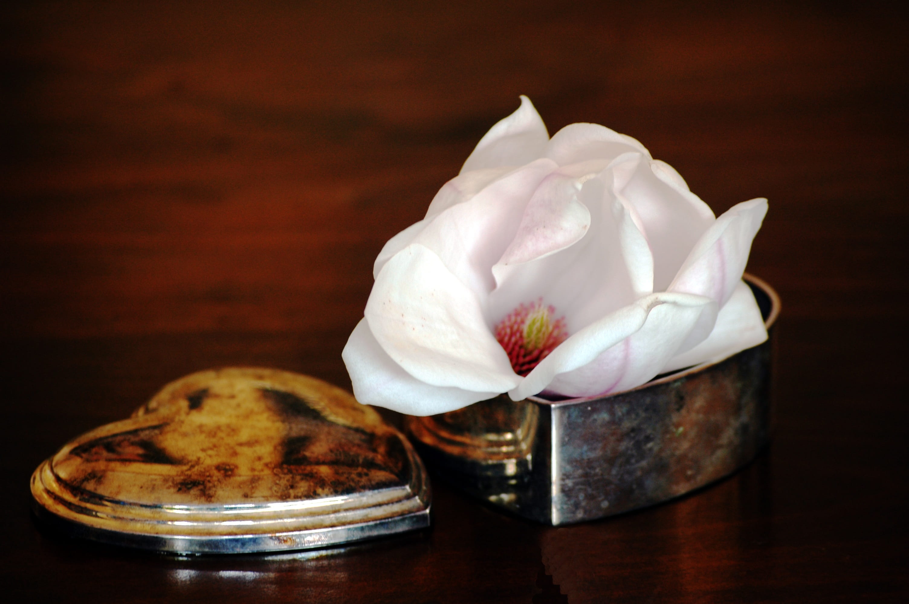 flowering plant, Magnolia, sweet food, food, close-up, Bloom, romantic, rose, patina, still life, food and drink, luxury, freshness, heart, indoors, Blossom, HD Wallpaper