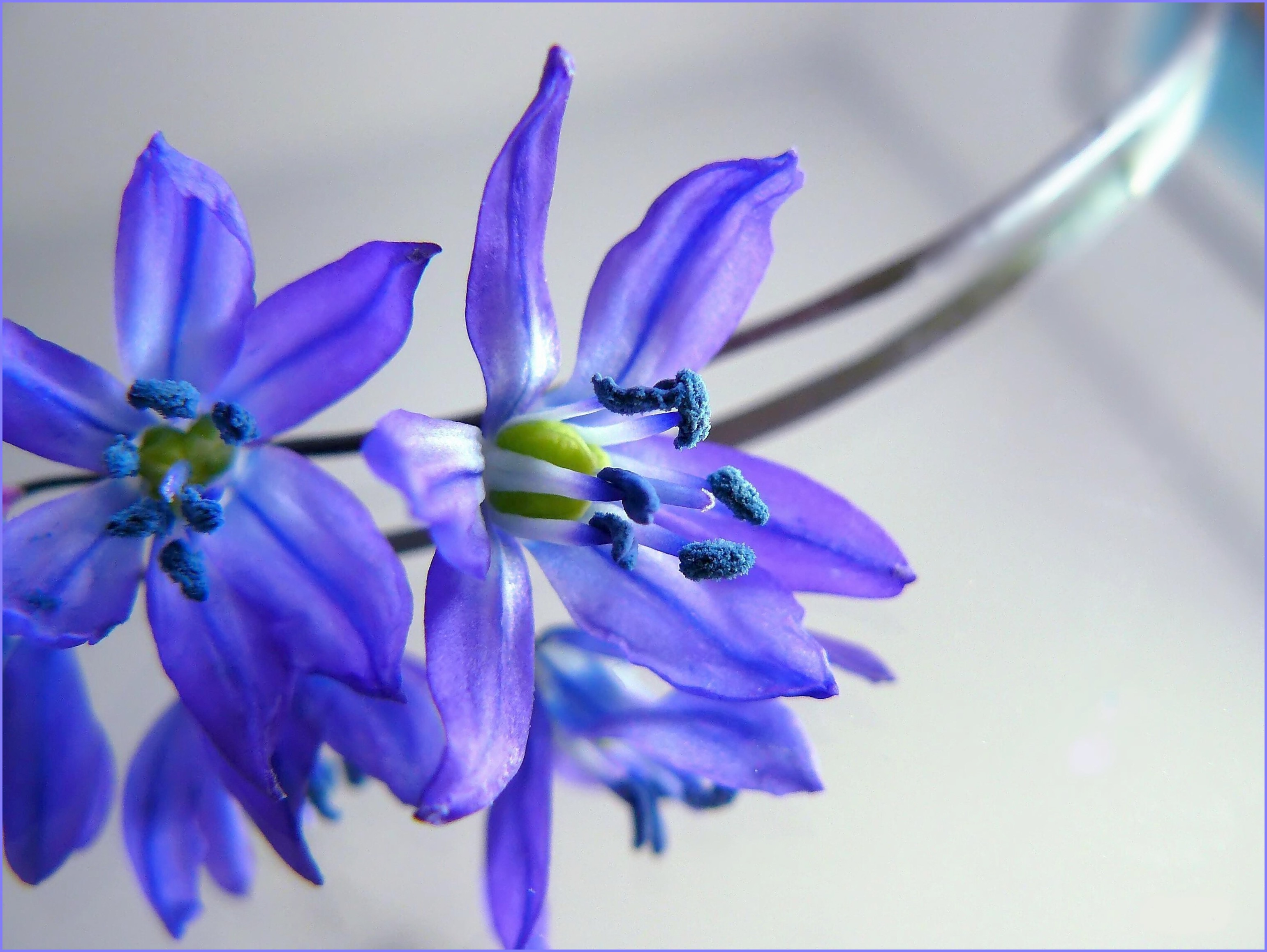 mirror, bühen, petals, filigree, petal, blue, indoors, no people, inflorescence, 2K, macro, stamens, nature, beauty in nature, ornamental flower, floral decode, HD Wallpaper