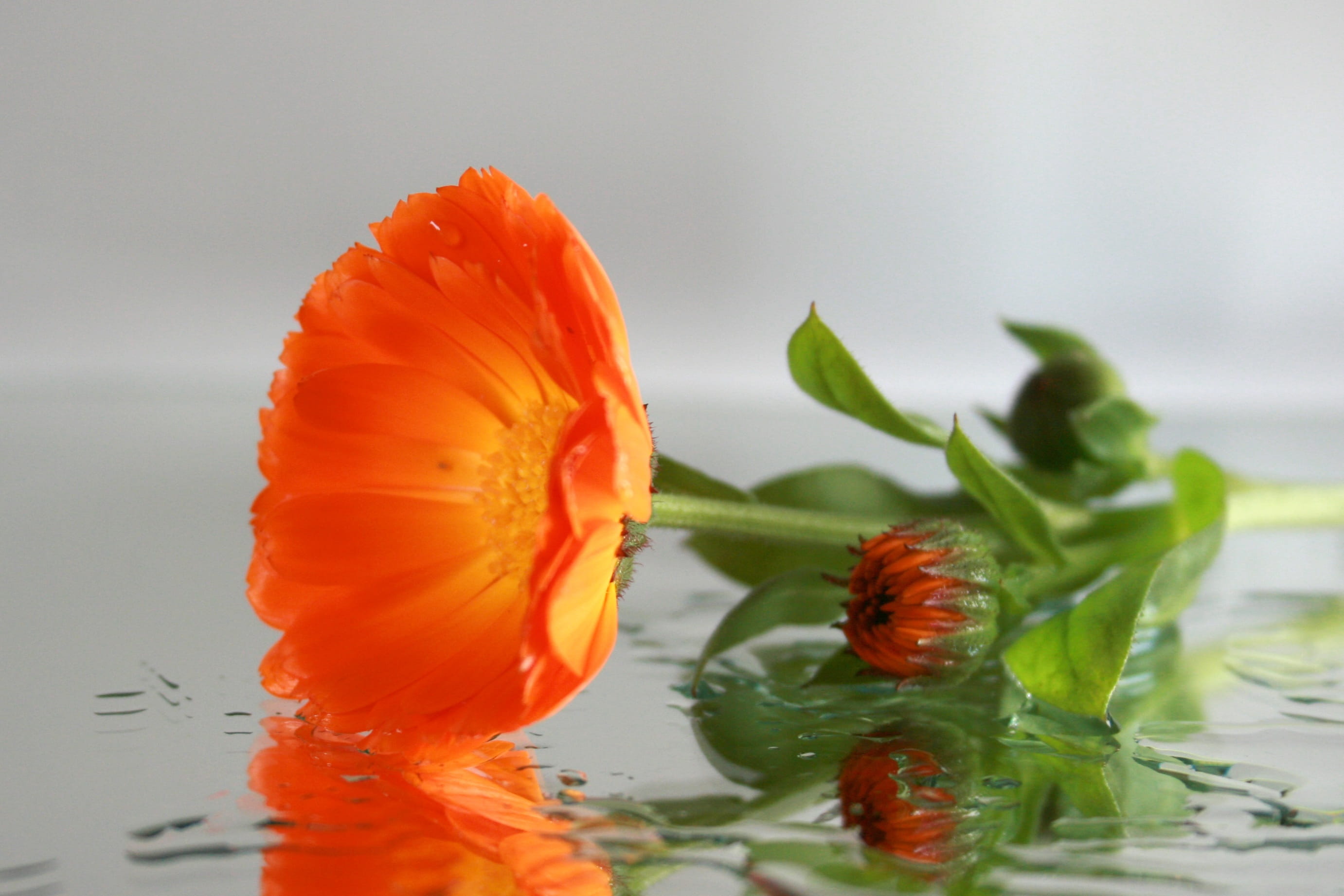 Floral, beauty in nature, photograph, food and drink, healthy eating, bloom, flowers, Mirror, nature, wet, flowering plant, macro, indoors, floral decode, HD Wallpaper