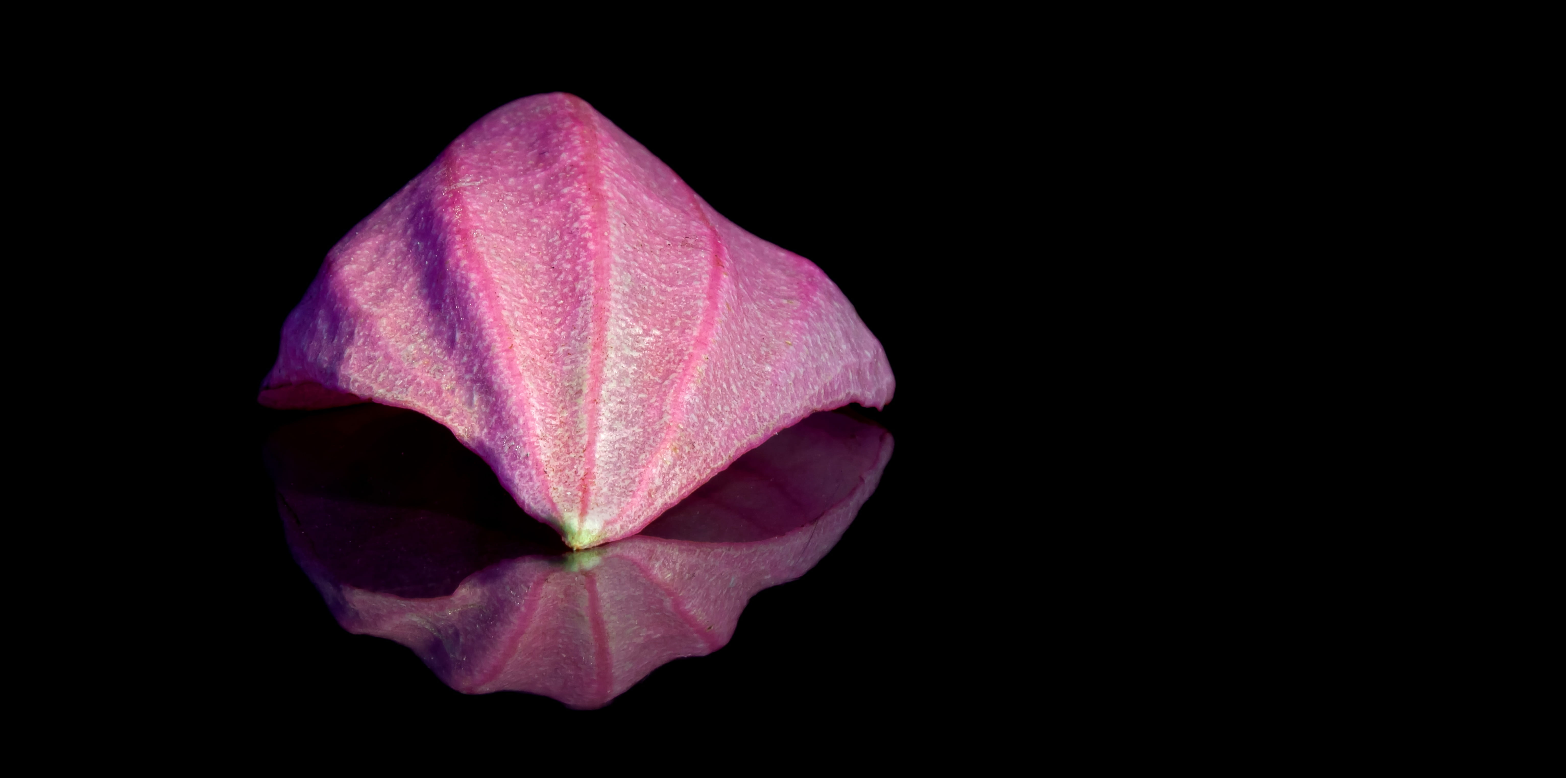 petal, flowers, petals, floral decode, medinilla, mirror, purple, ornamental plant, plant, color, macro, pink, flower head, mirroring, bloom, fragility, HD Wallpaper