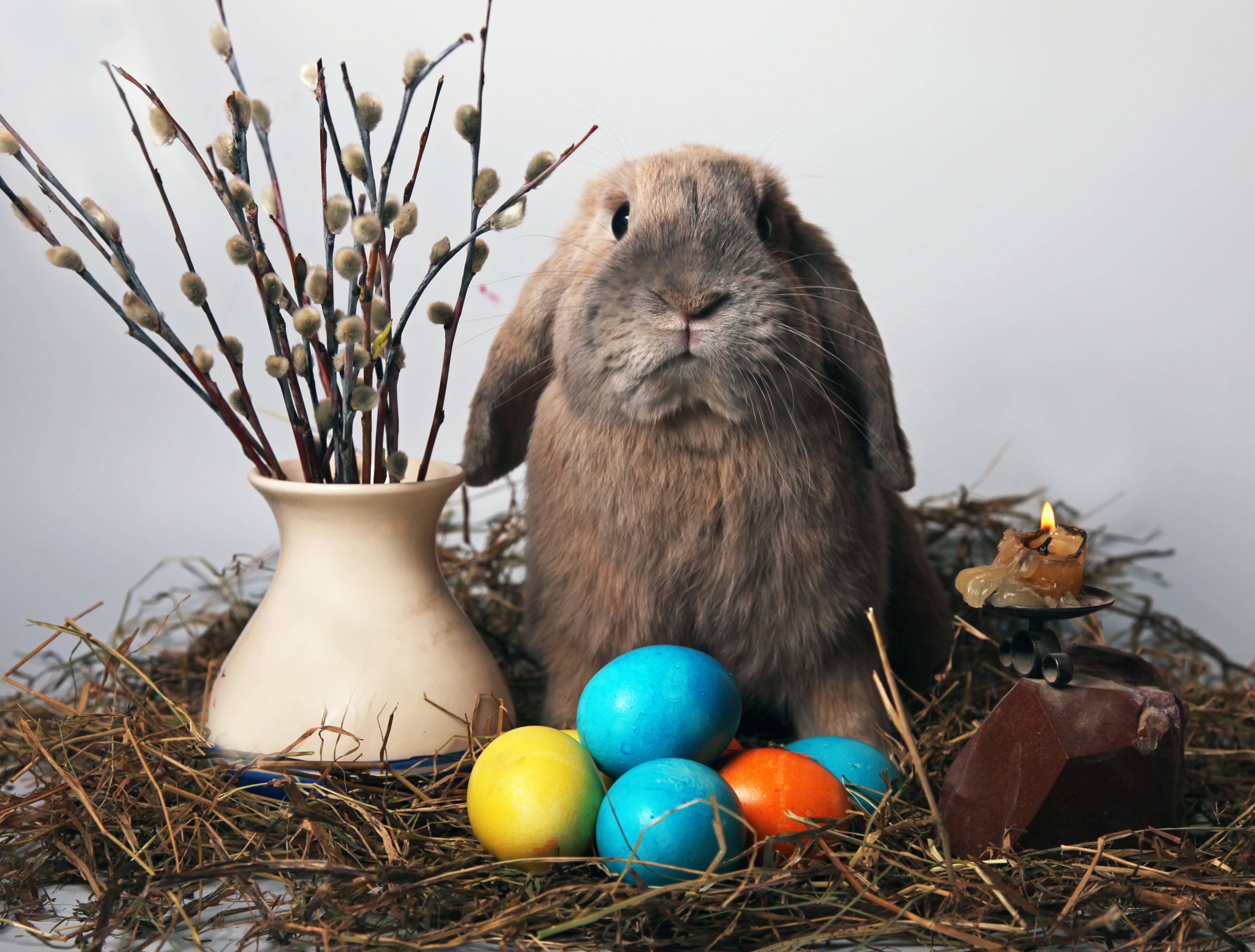 celebration, baby Rabbit, one animal, Verba, vertebrate, fluffy, grass, animal, day, outdoors, egg, fur, 4K, cute, no People, white, eggs, rodent, cultures, HD Wallpaper