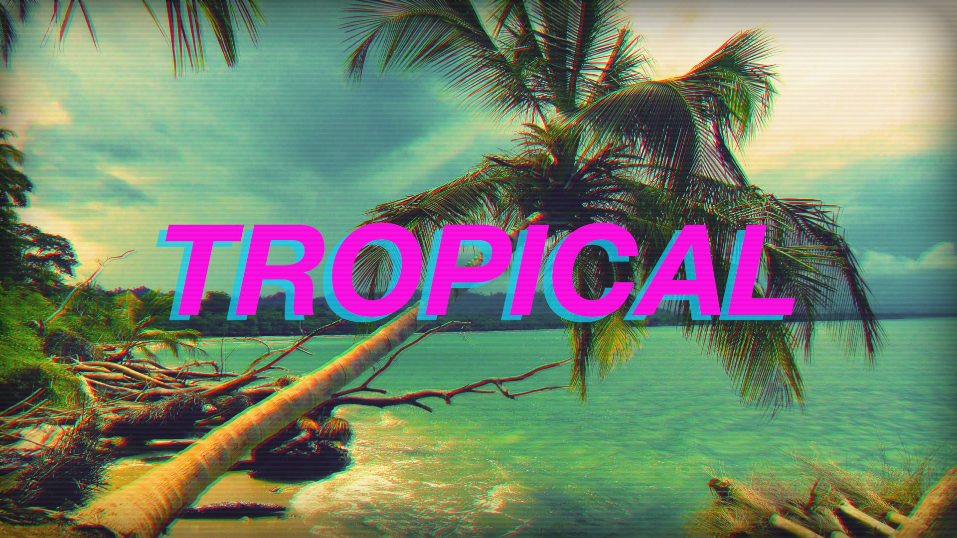 plant, neon, information, branch, western script, growth, no people, 1080P, communication, day, close-up, nature, tree, tropical climate, palm leaf, text, HD Wallpaper