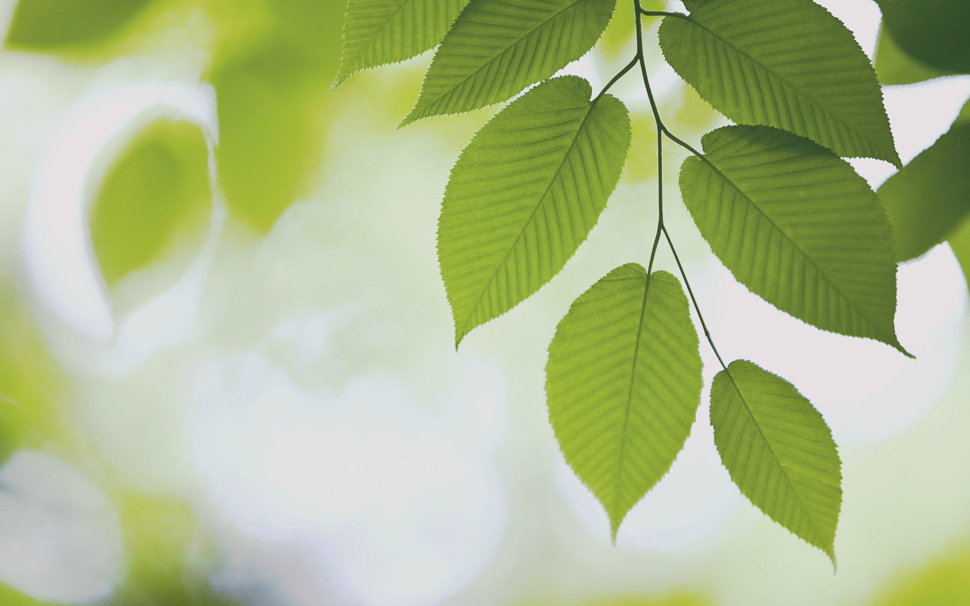 twig, plant part, nature, forest, leaves, growth, day, 1080P, backgrounds, beauty in nature, selective focus, leaf vein, plant, natural pattern, close-up, HD Wallpaper