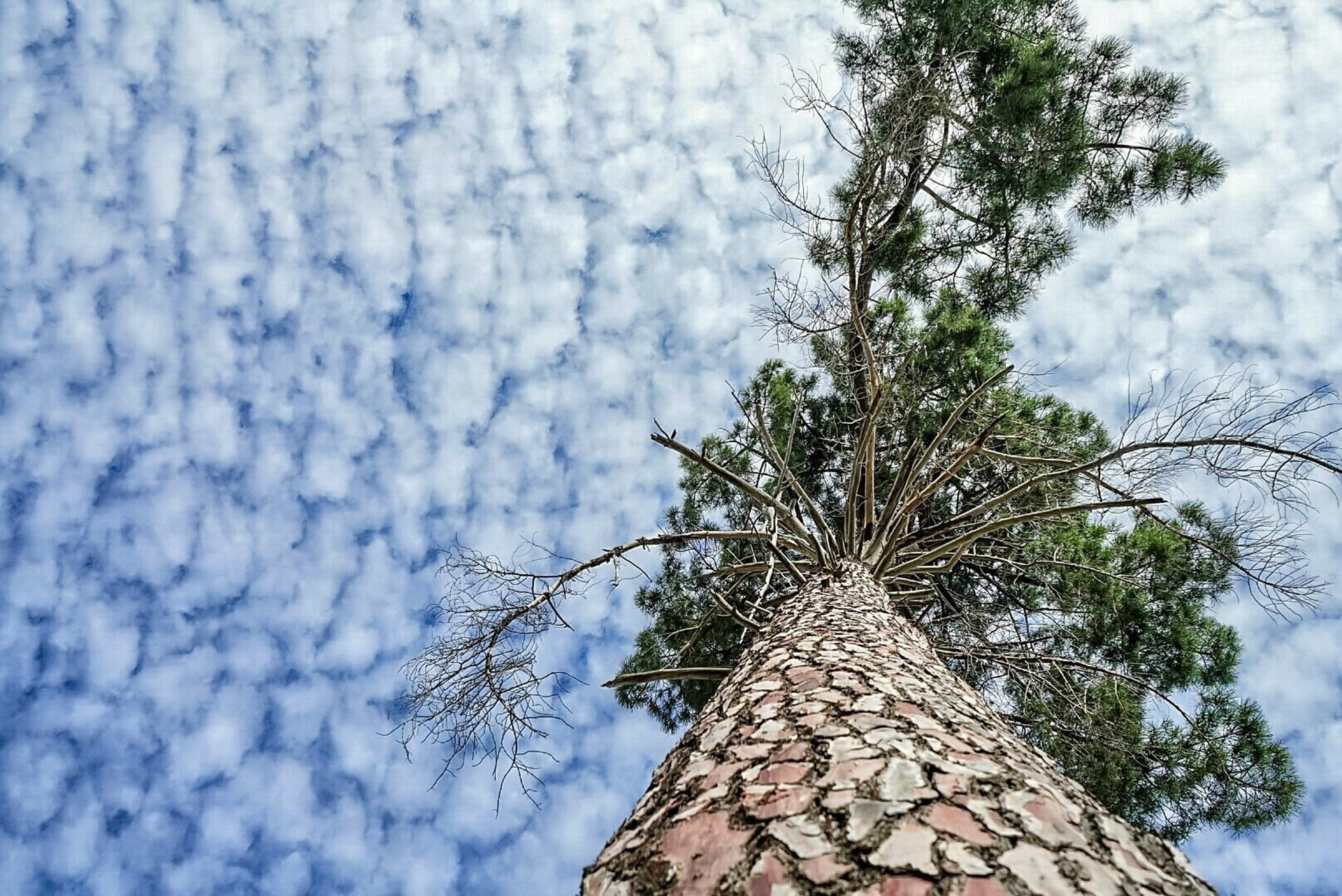tree trunk, close-up, tranquility, clouds, tree, sky, 1080P, coniferous tree, beauty in nature, trunk, trees, plant, scenics - nature, textured, day, low angle view, HD Wallpaper