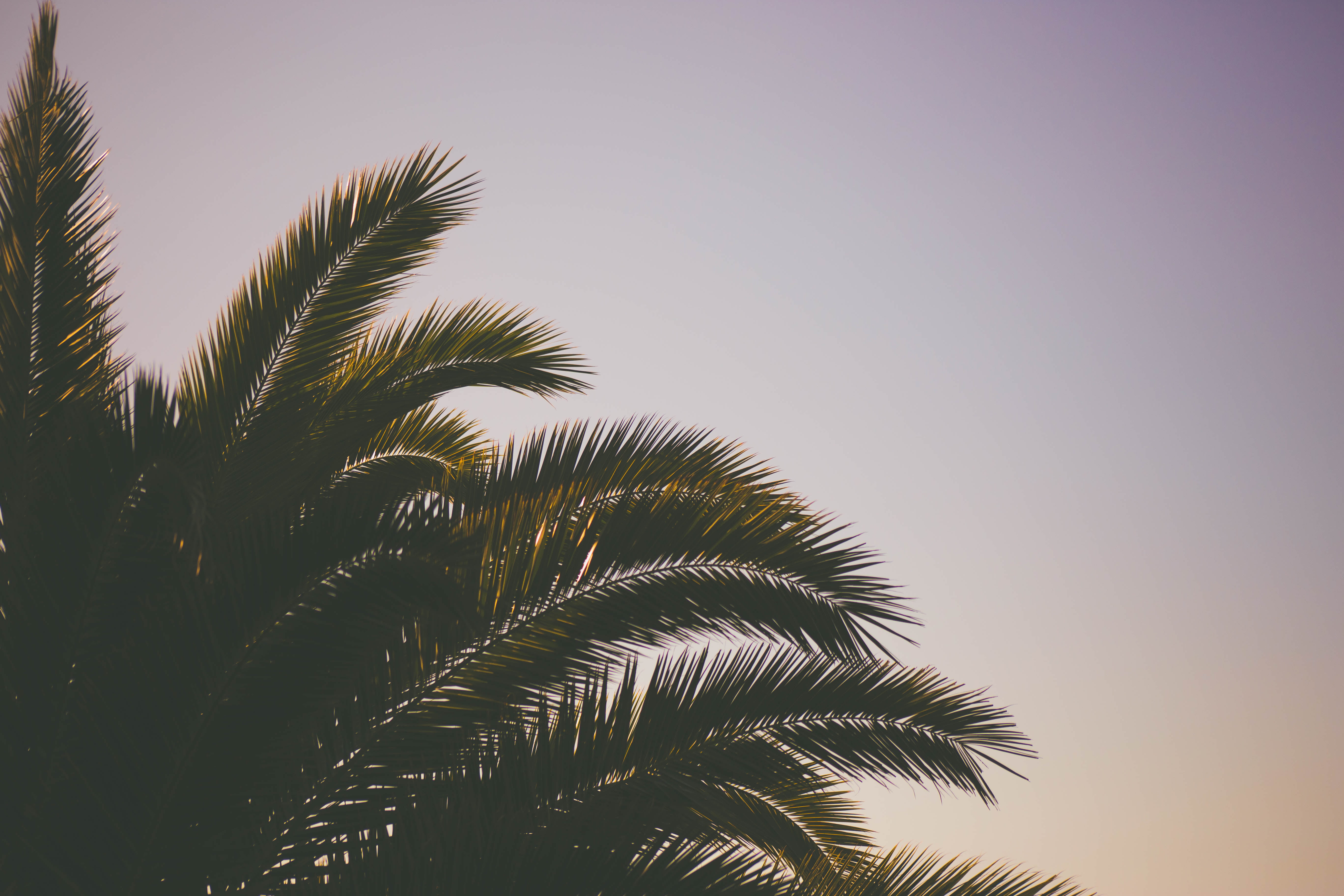 island, sun, vacations, coconut Palm Tree, idyllic, nature, low angle view, copy space, beach, sea, travel Destinations, sunset, landscape, outdoors, no People, HD Wallpaper