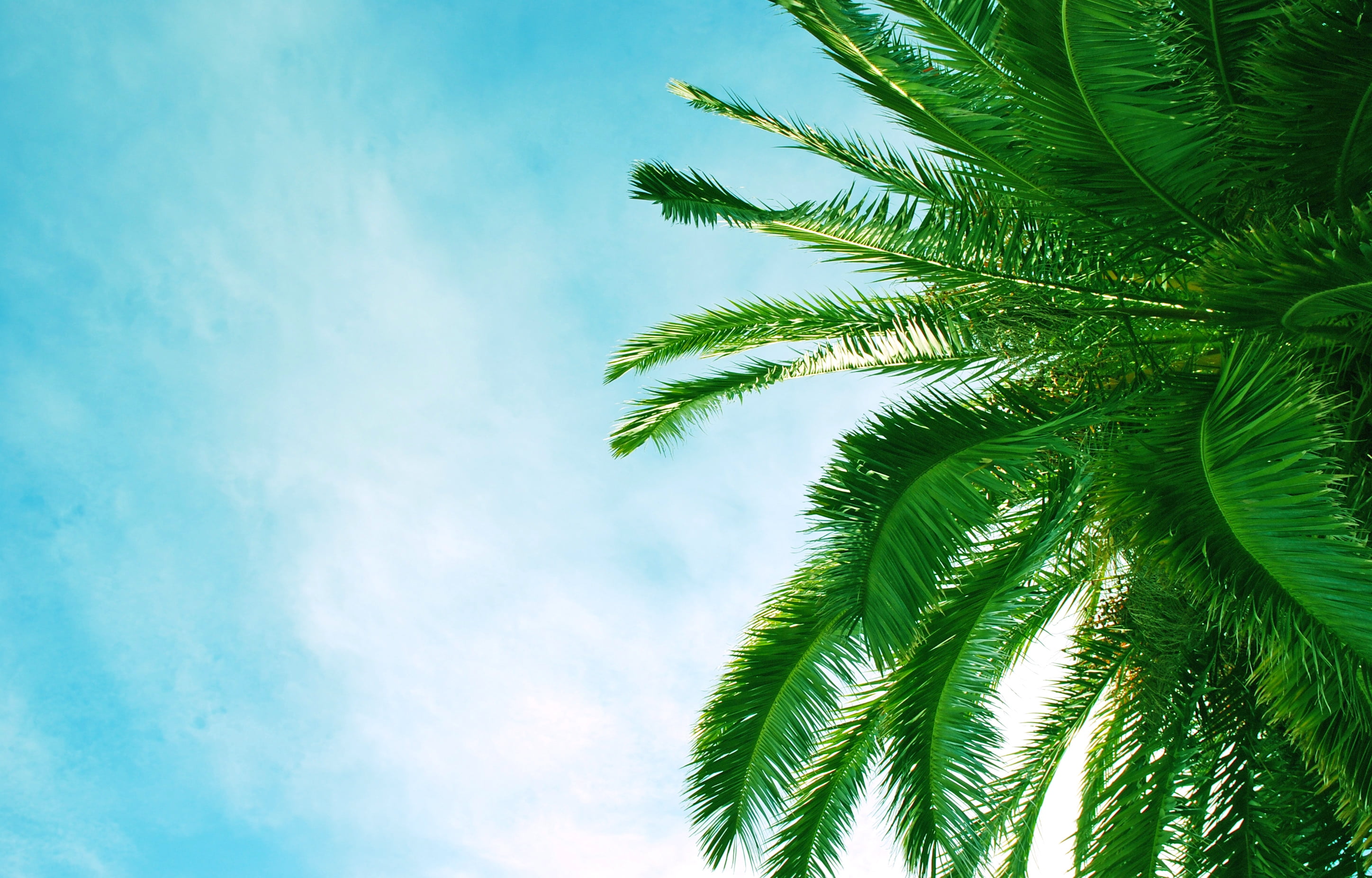 tropical tree, branch, scenics, palm leaf, blue, backgrounds, leaves, palm, plant, day, palm Tree, krone, growth, cloud - Sky, green Color, landscape, travel, HD Wallpaper