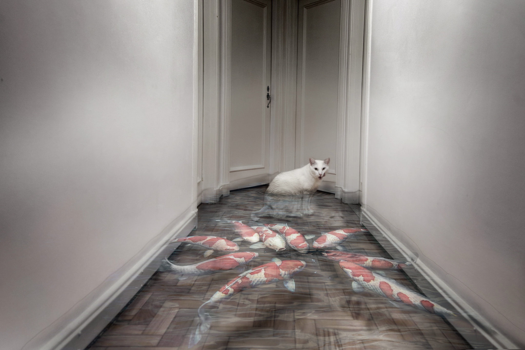 cat, animals, hallway, door, water, 1080P, fish, HD Wallpaper