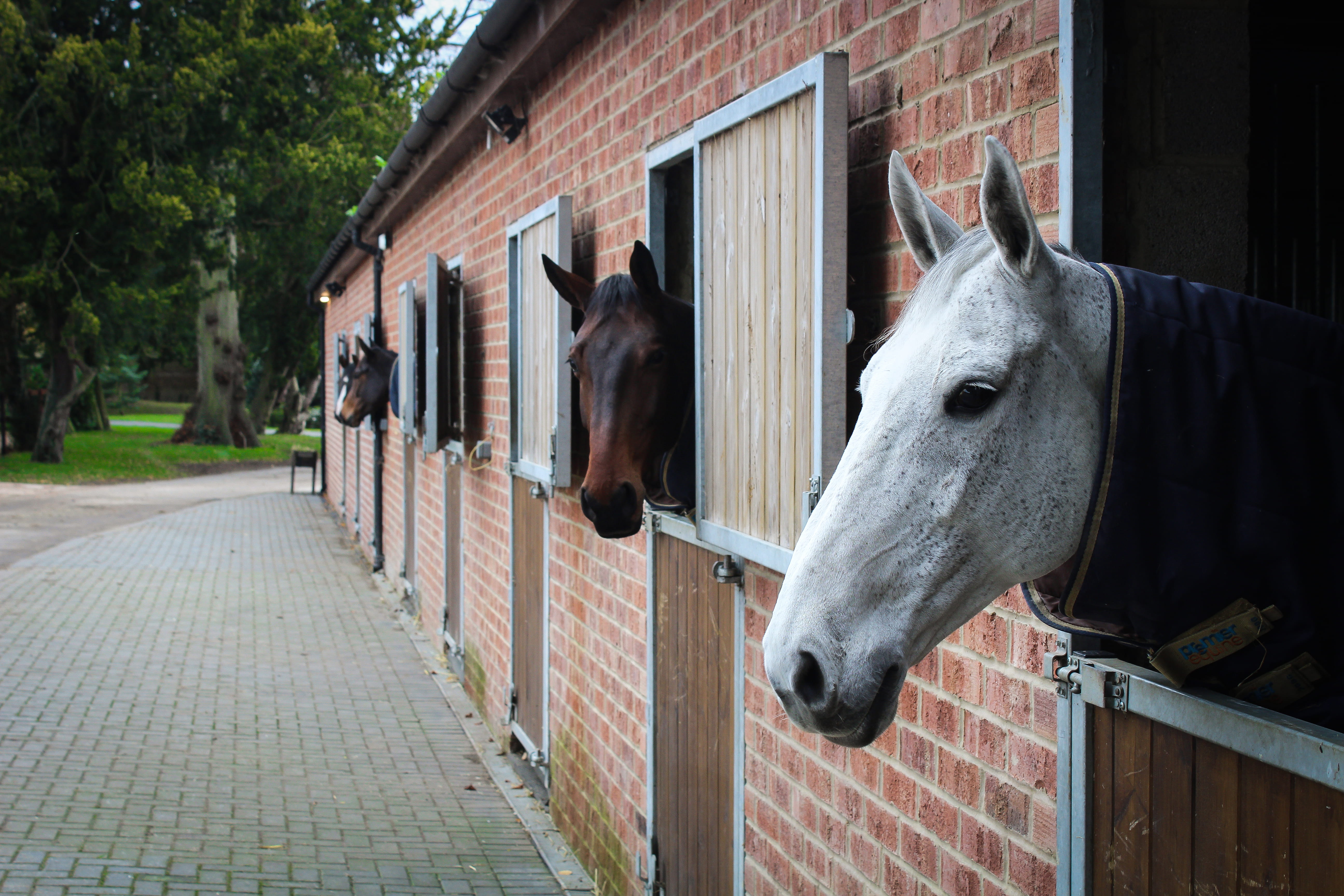 pets, herbivorous, domestic animals, animal wildlife, animal, 5K, stable, highnam court, horses, gloucester, no people, animals, domestic, architecture, HD Wallpaper
