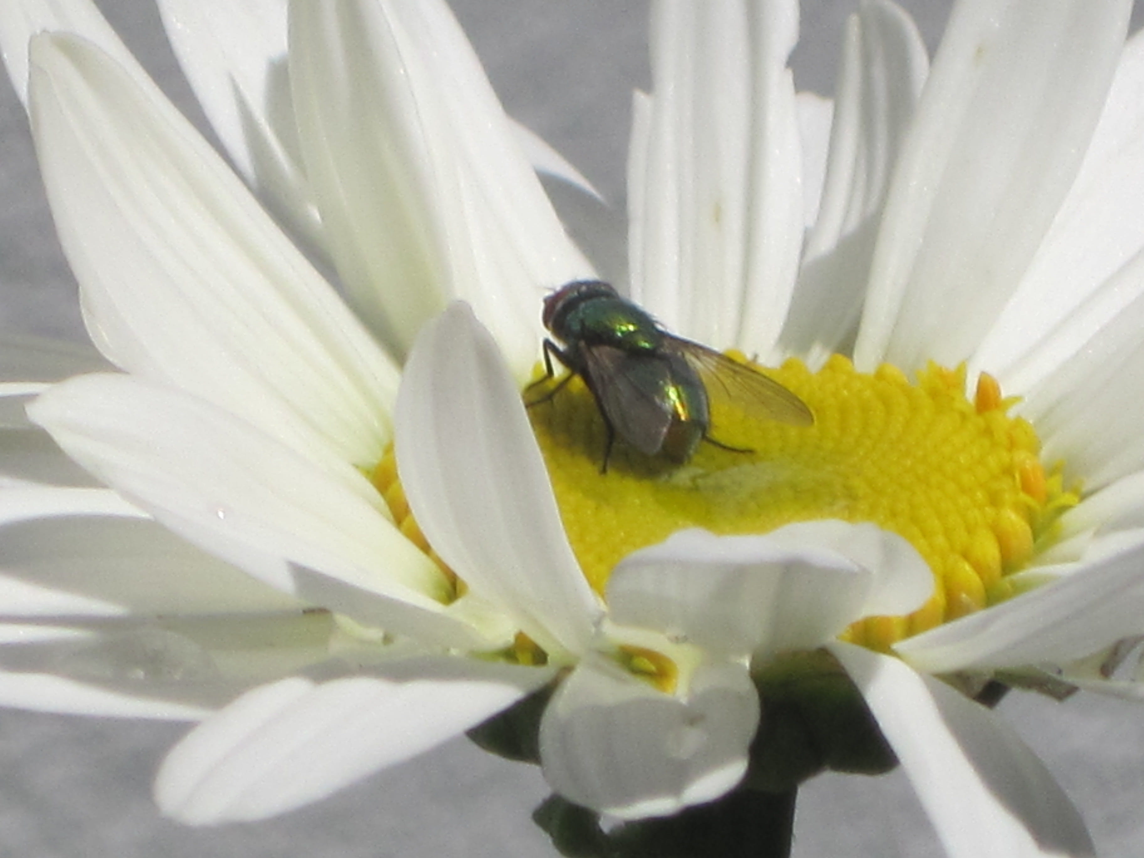 beauty in nature, insect, united states, freshness, flower head, pollination, animal wildlife, 2K, vulnerability, gloucester, one animal, fragility, animal, HD Wallpaper