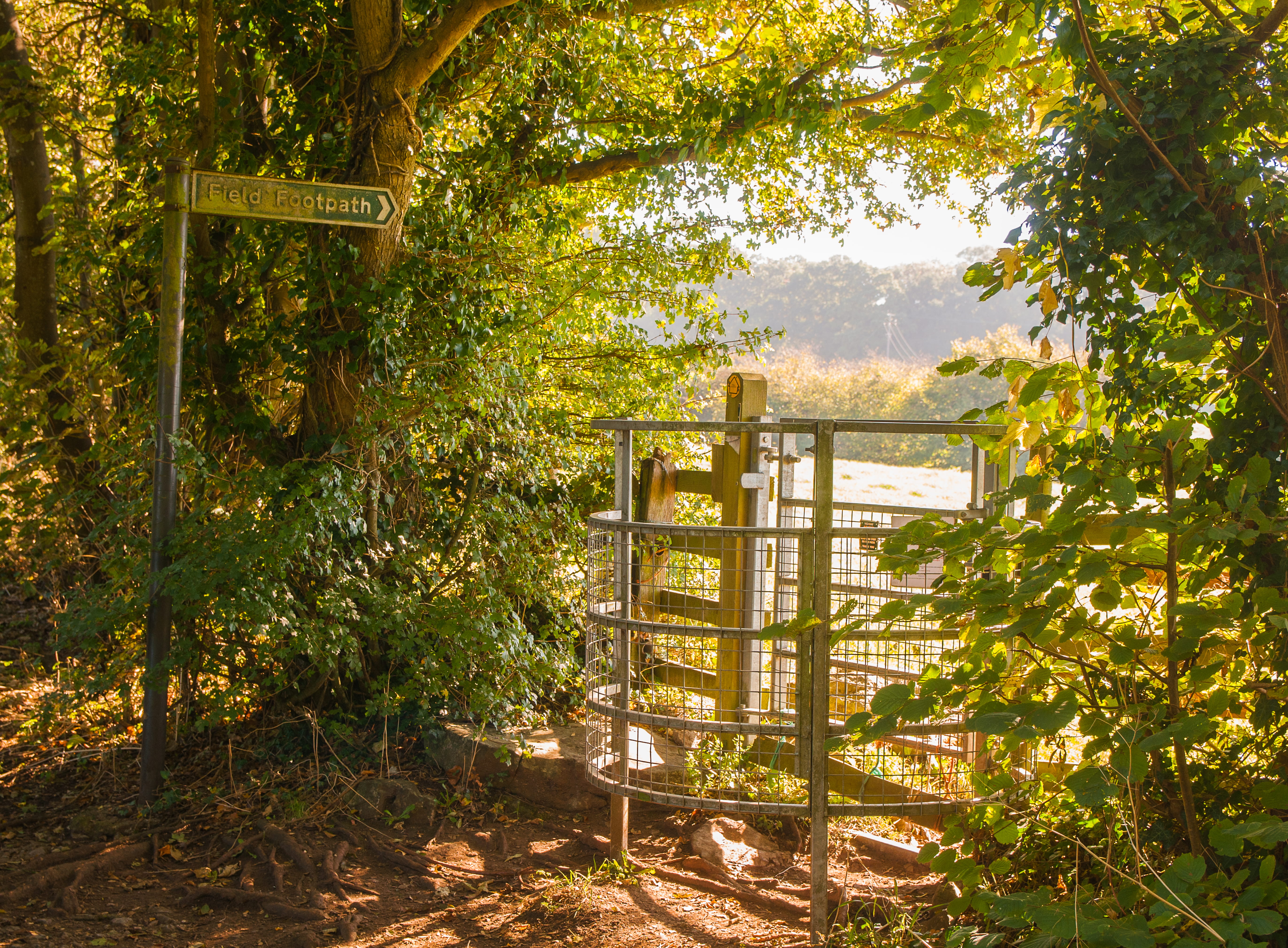 uk, the gate, wood - material, plant, no people, growth, gloucester, sunlight, green color, tree, nature, outdoors, tranquil scene, leaf, day, gate, land, HD Wallpaper