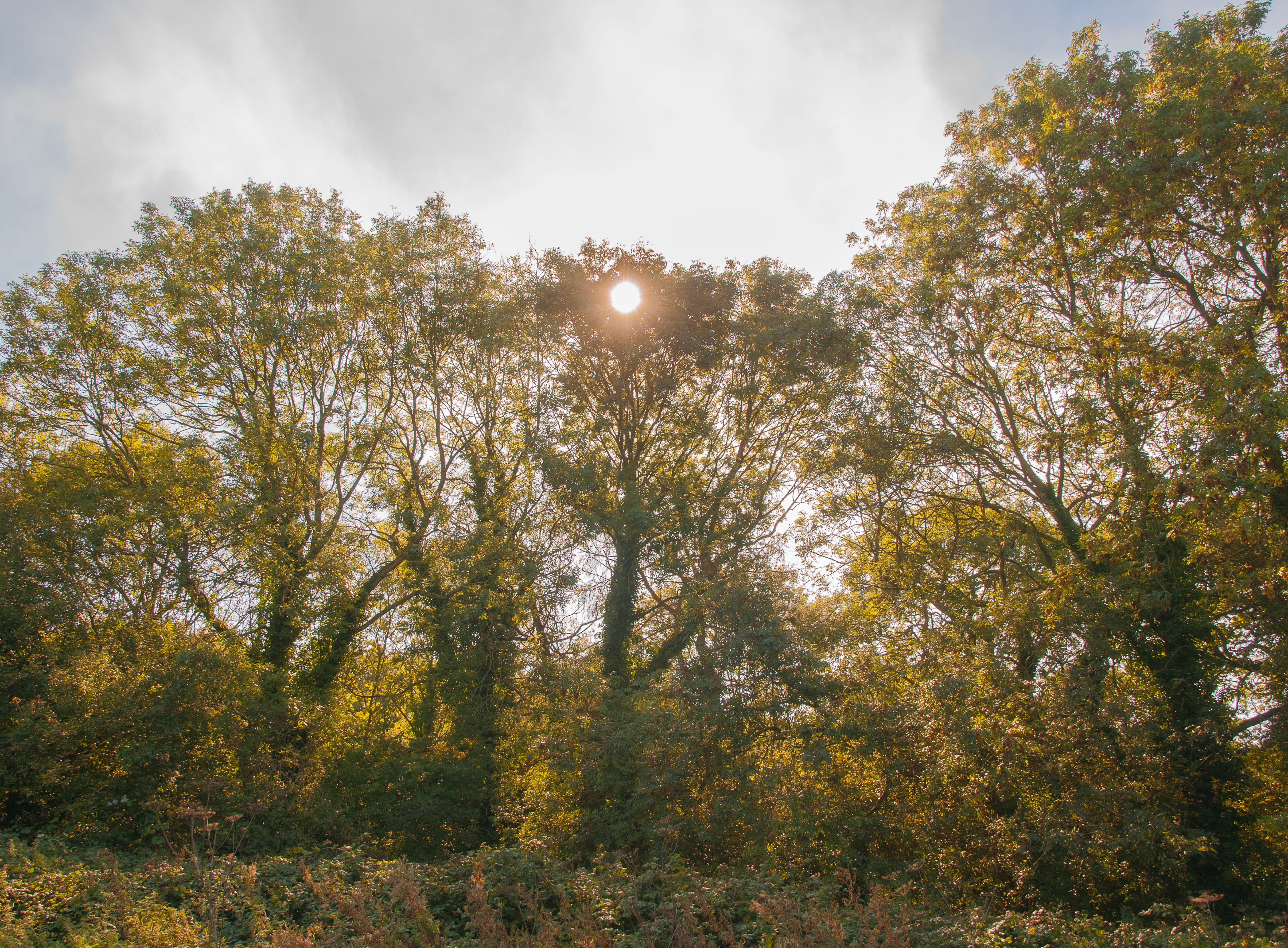 plant, 5K, forest, gloucester, nature, trees and sun, scenics - nature, tree, growth, beauty in nature, land, uk, non-urban scene, tranquil scene, change, HD Wallpaper