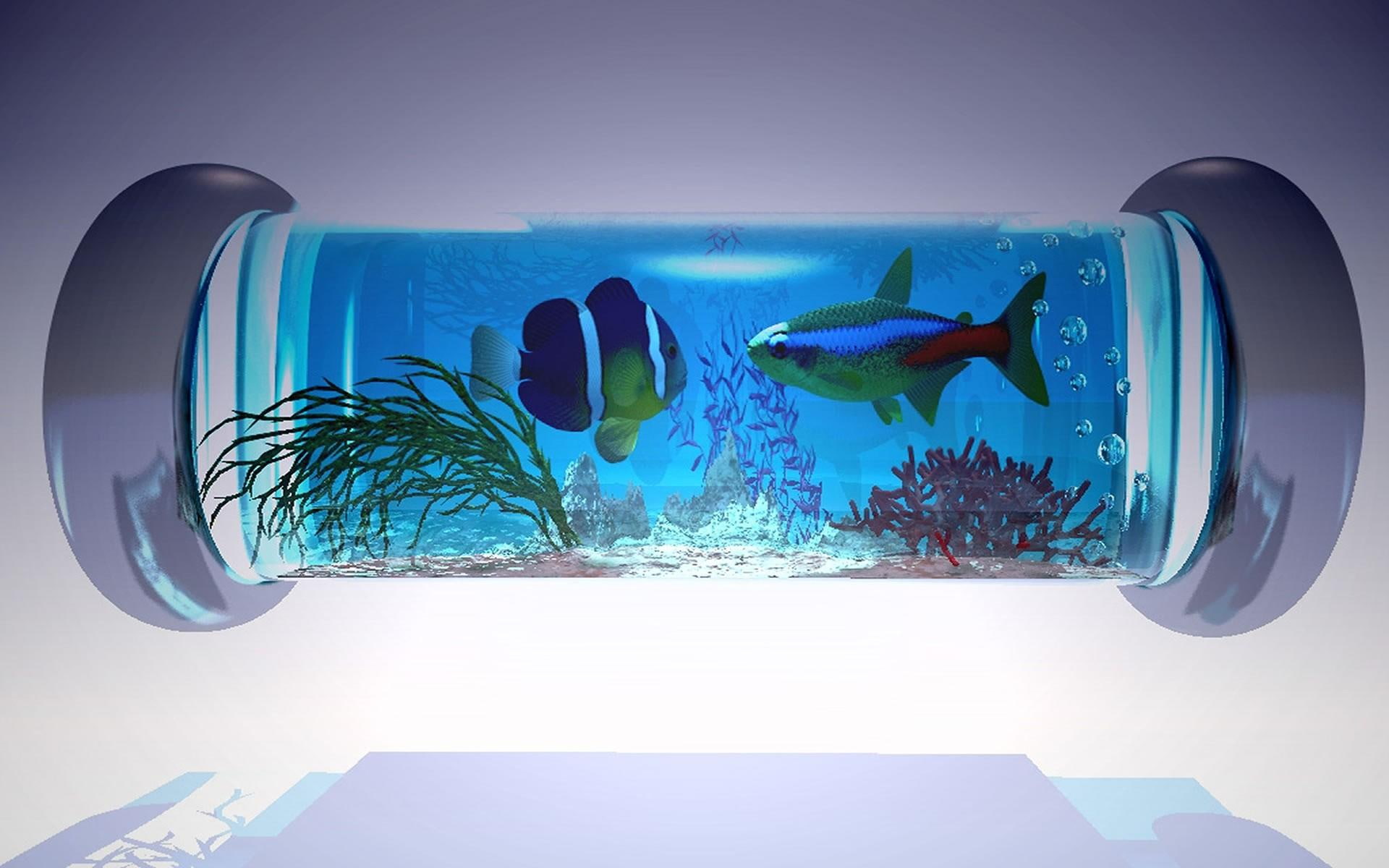 blue, animals, aquarium, fish, 1080P, HD Wallpaper